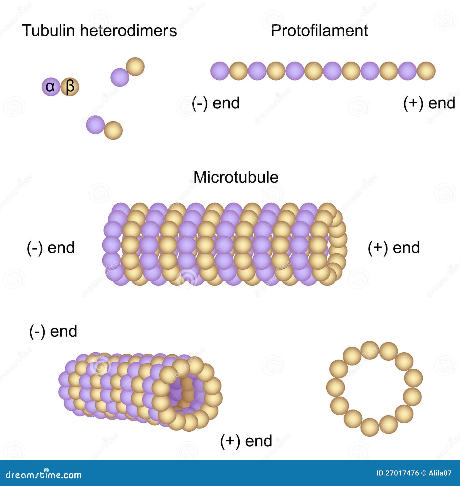 Structure Et Assemblage Des Microtubules Image libre de droits Image 27017476