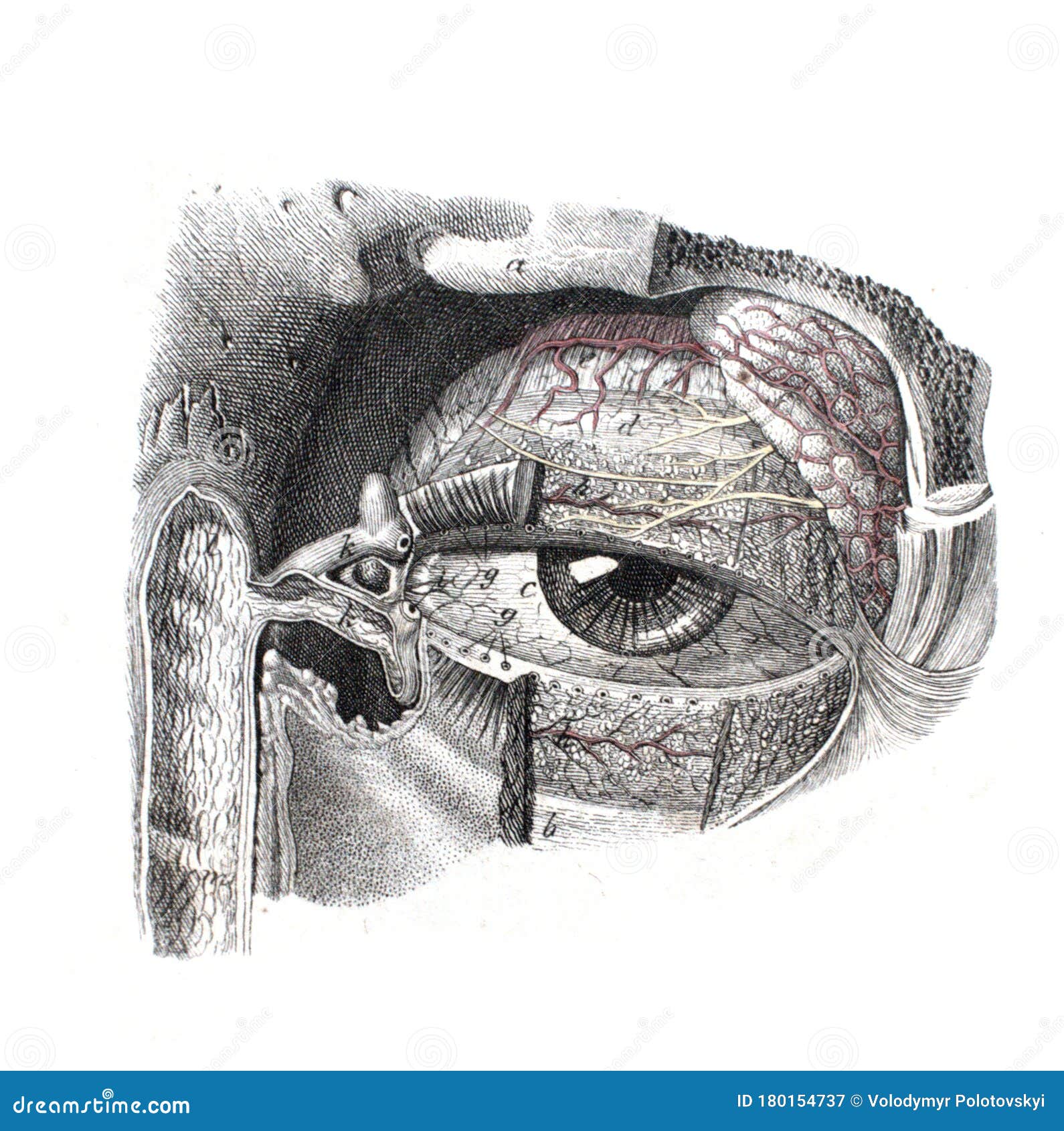 Human Eye Diagram Images - Free Download on Freepik