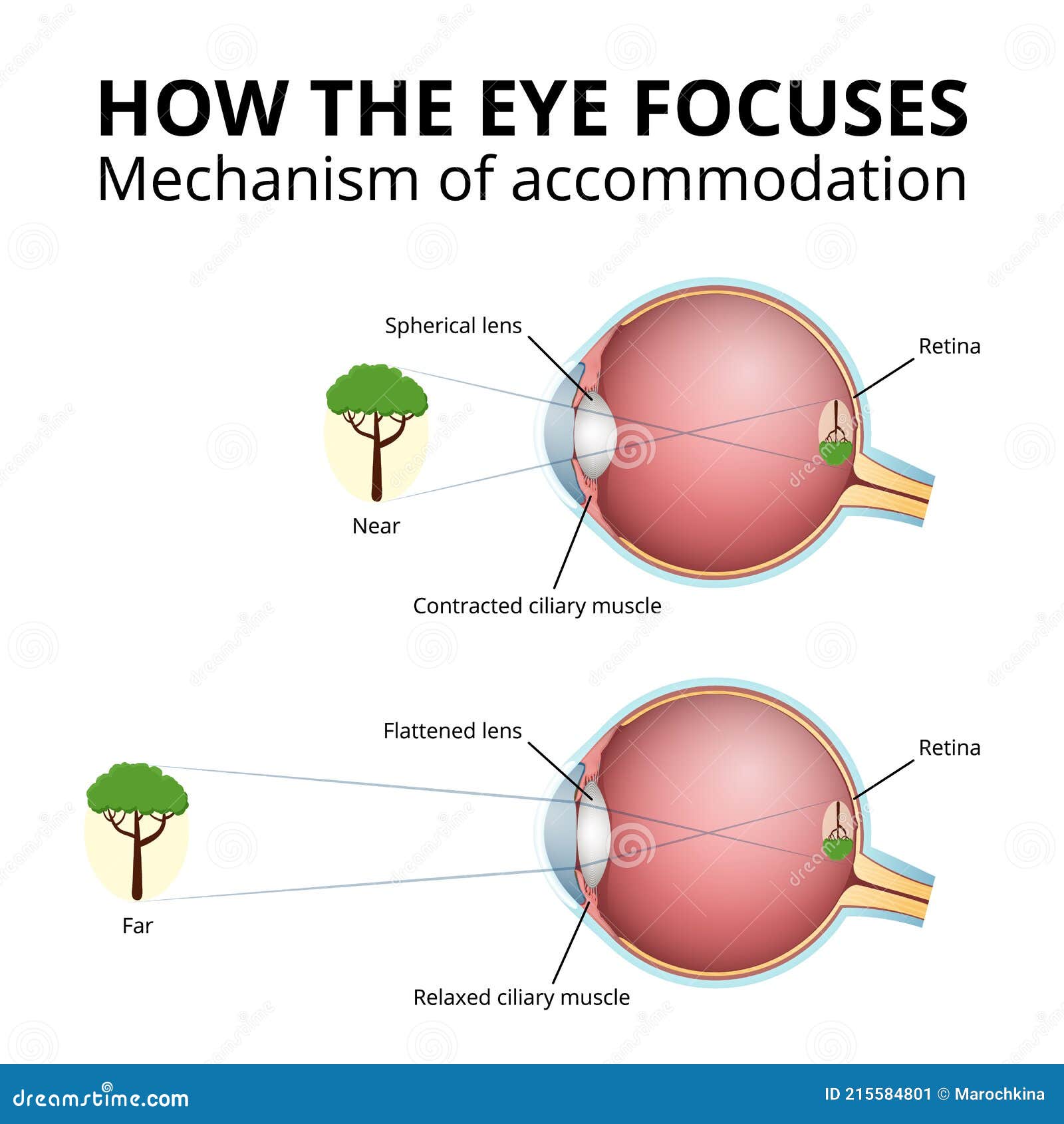 structure of the eyeball, lens accommodation mechanism