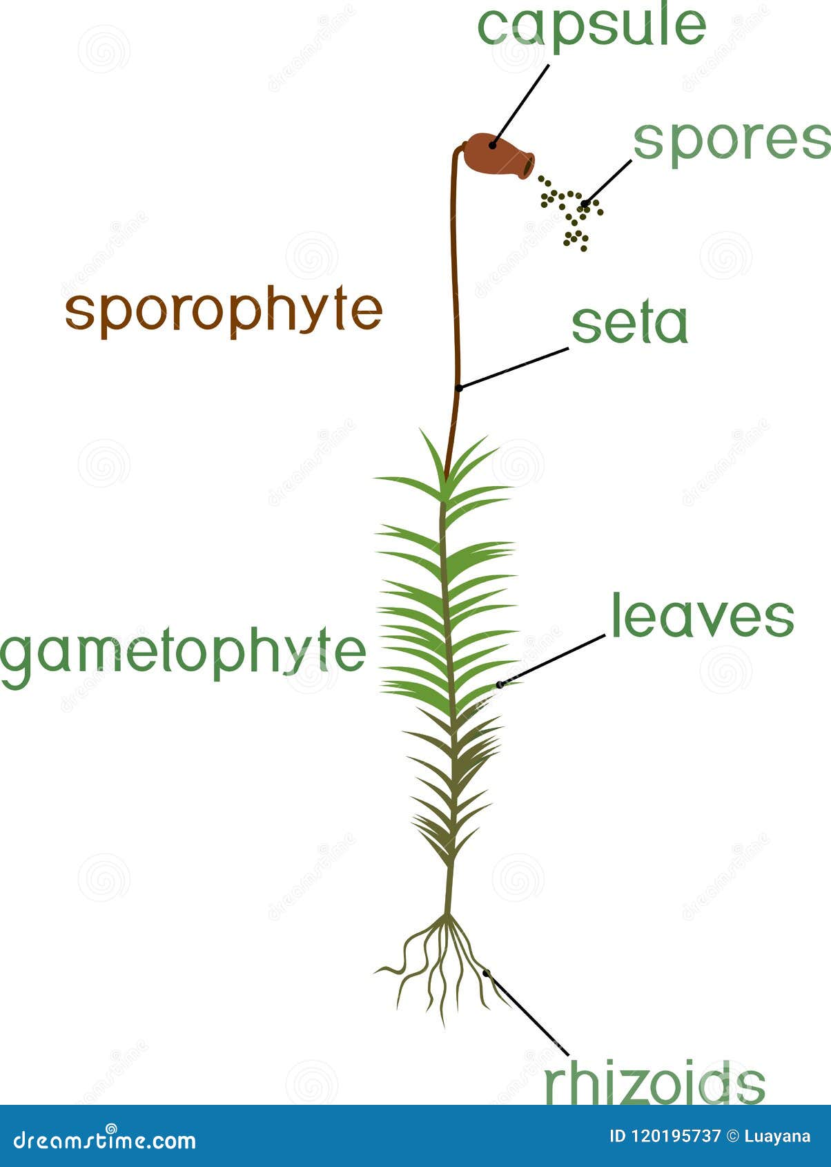 Moss Life Cycle  Diagram Of Life Cycle Of Common Haircap