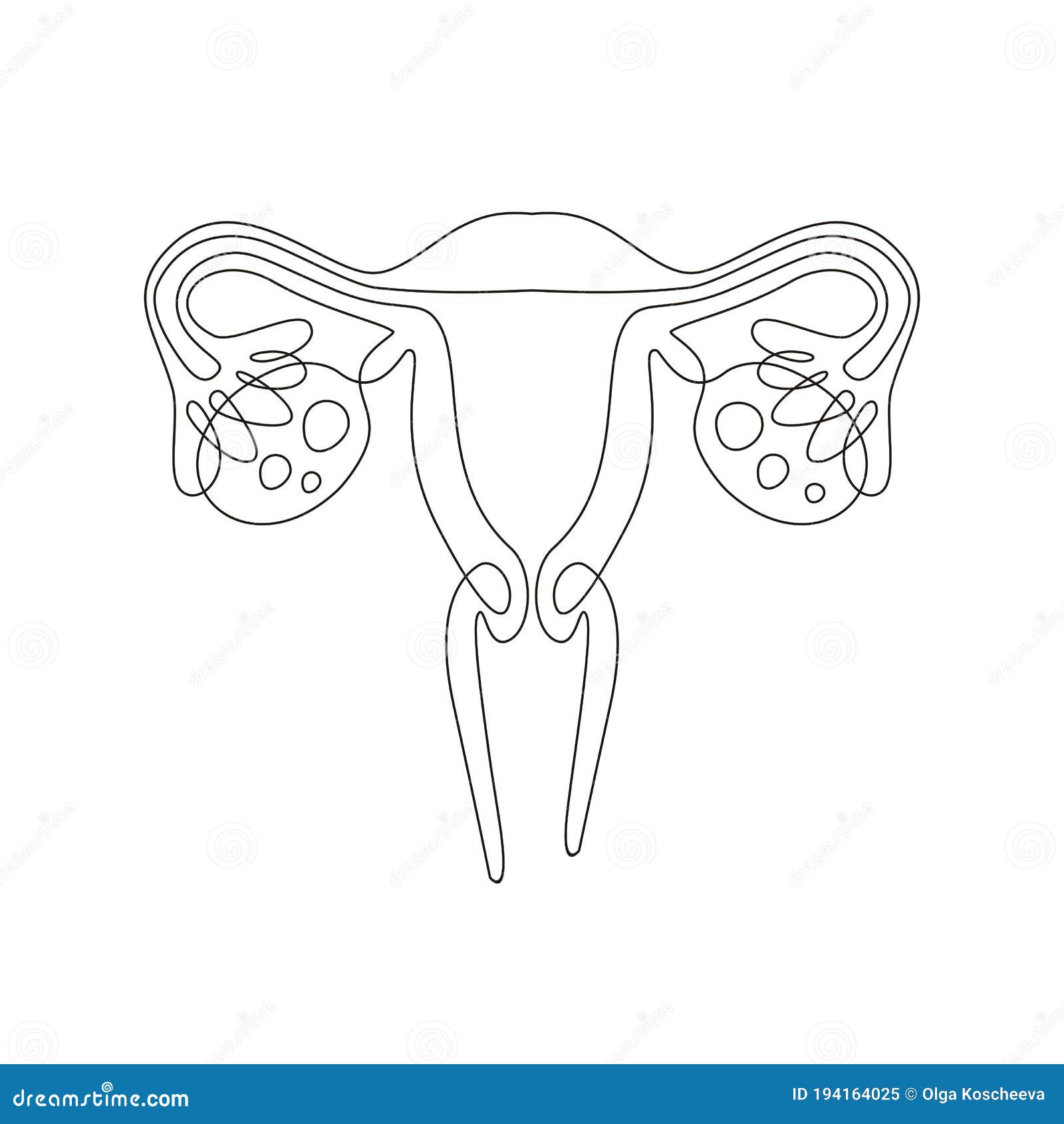 The Structure of the Female Uterus with Ovaries Stock Vector
