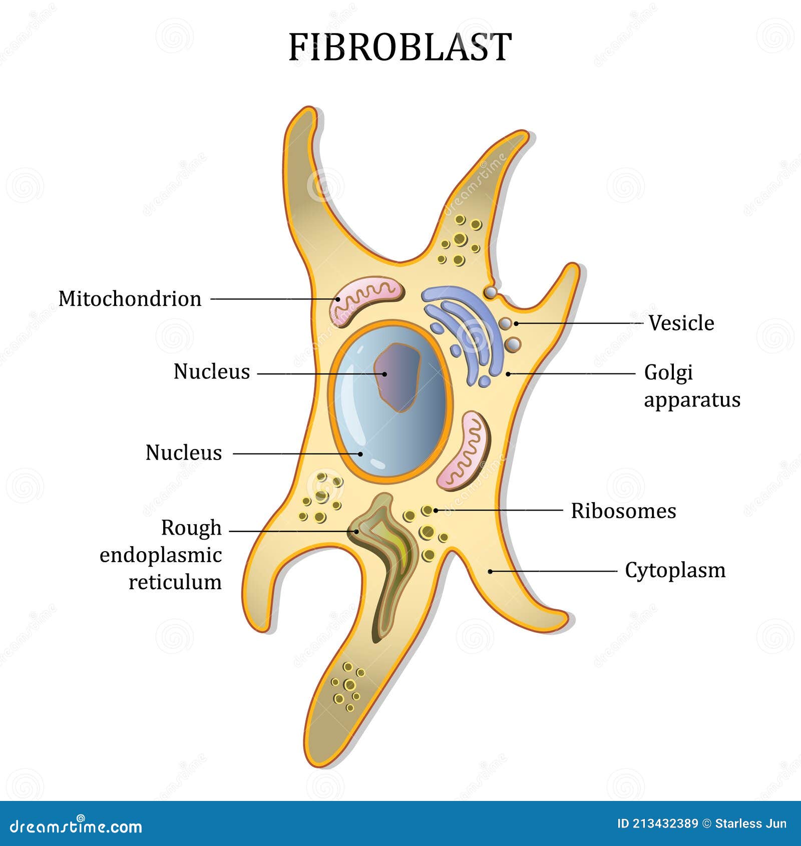 Fibroblast Cell Structure. Connective Tissue Cell. Vector Illustration