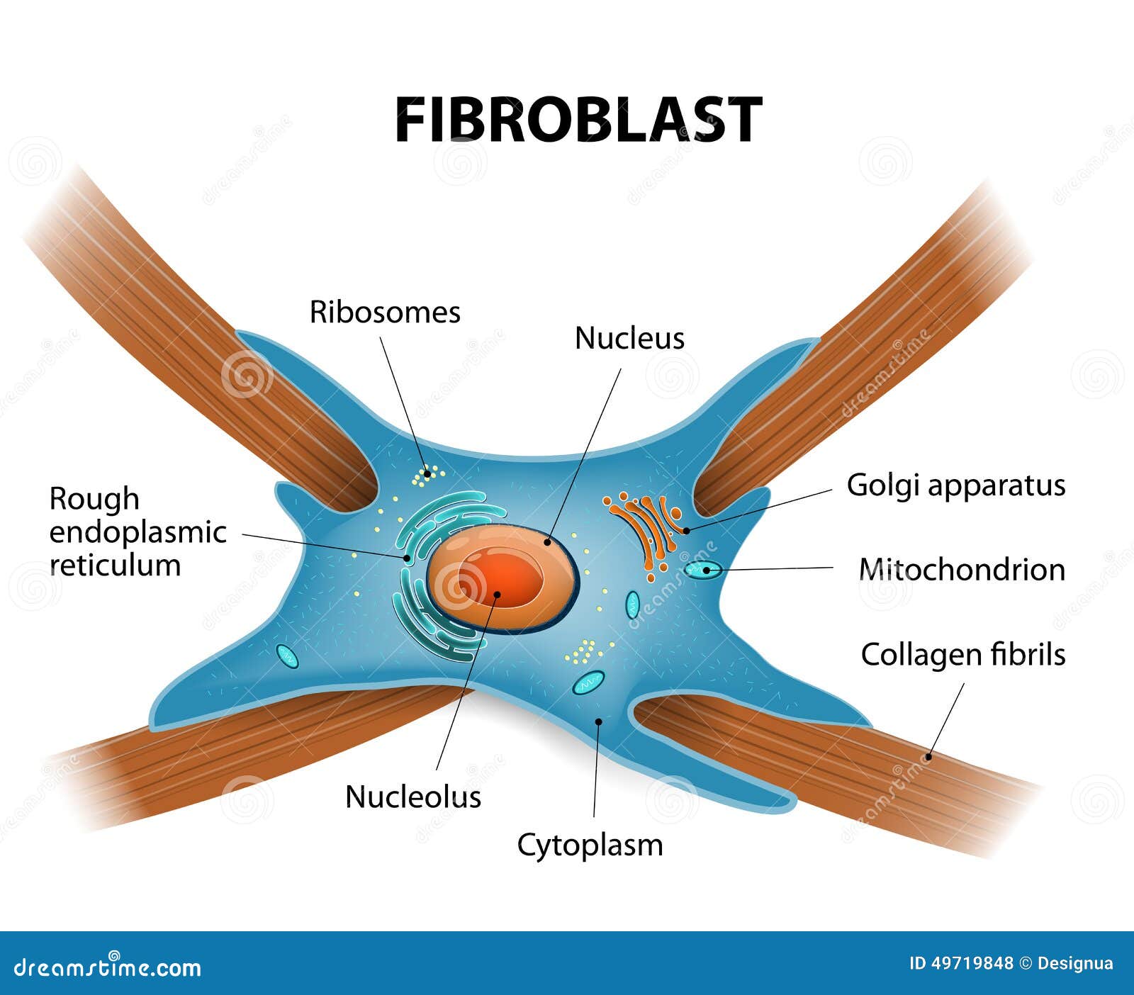 structure of fibroblast cells