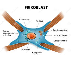 Fibroblast Cartoons Illustrations Vector Stock Images 835 Pictures 
