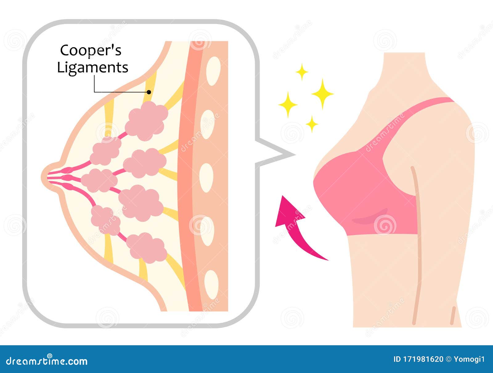 Structure of Firm Breasts and Womanâ€™s Body. Cooper`s Ligaments