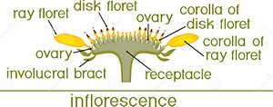 Structure Of Flower Of Sunflower In Cross Section Diagram Of Flower 