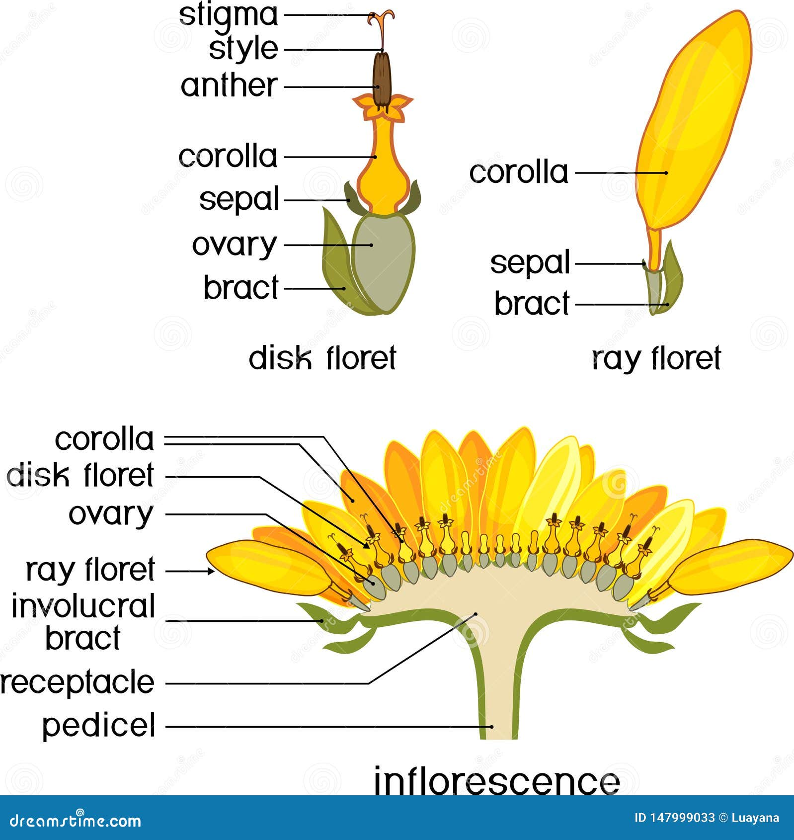 Structure of Flower of Sunflower in Cross Section. Structure of Ray
