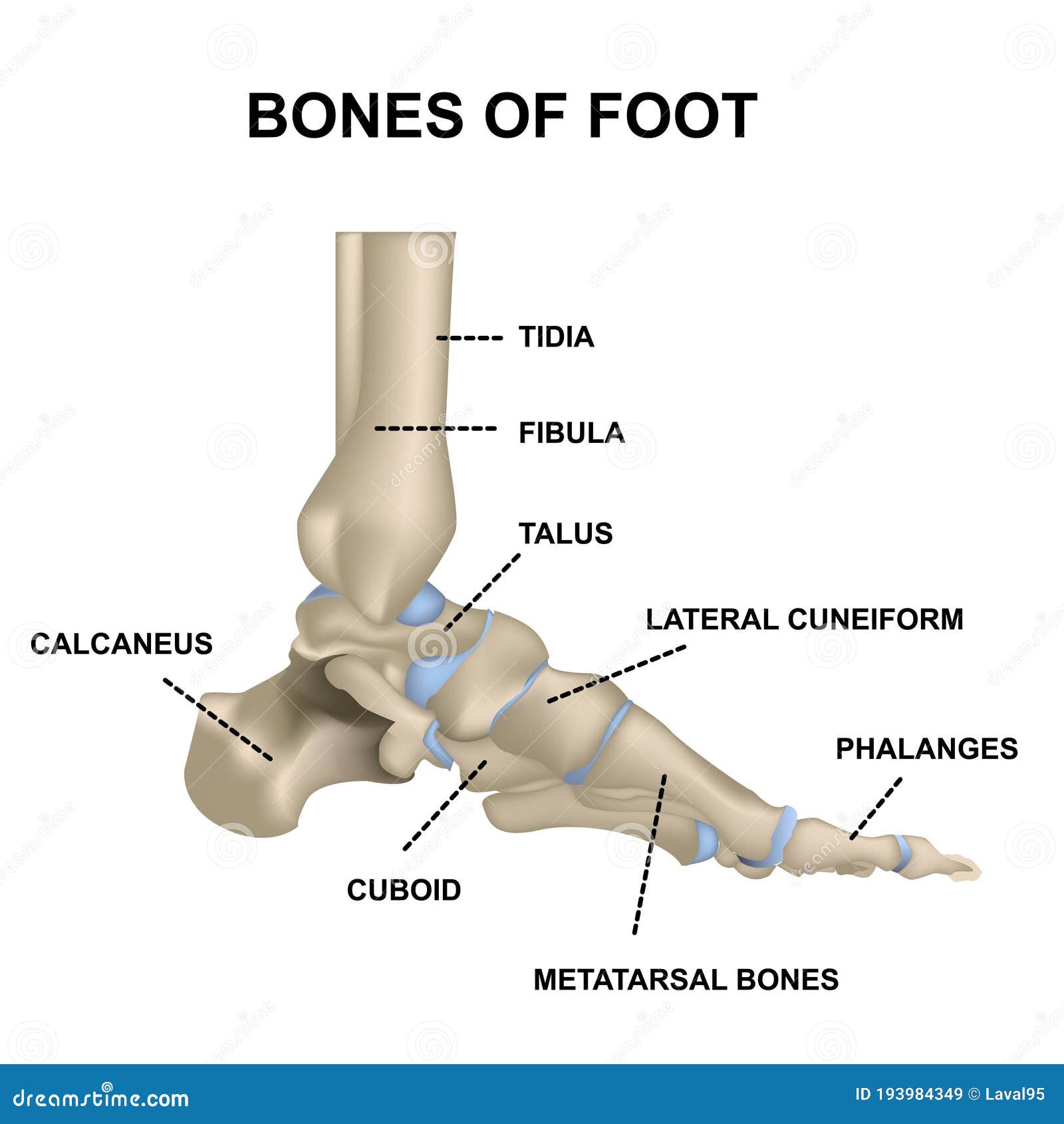 The Structure of the Foot Joint. Realistic Medical Illustration with ...