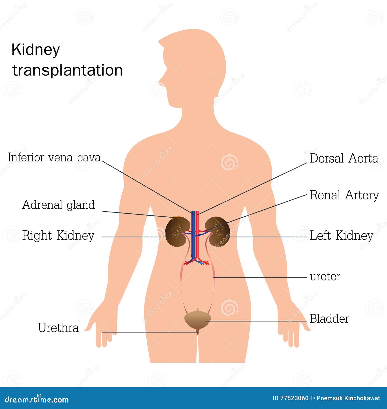 STRUCTURE AND FUNCTION OF URINARY SYSTEM visual data 3