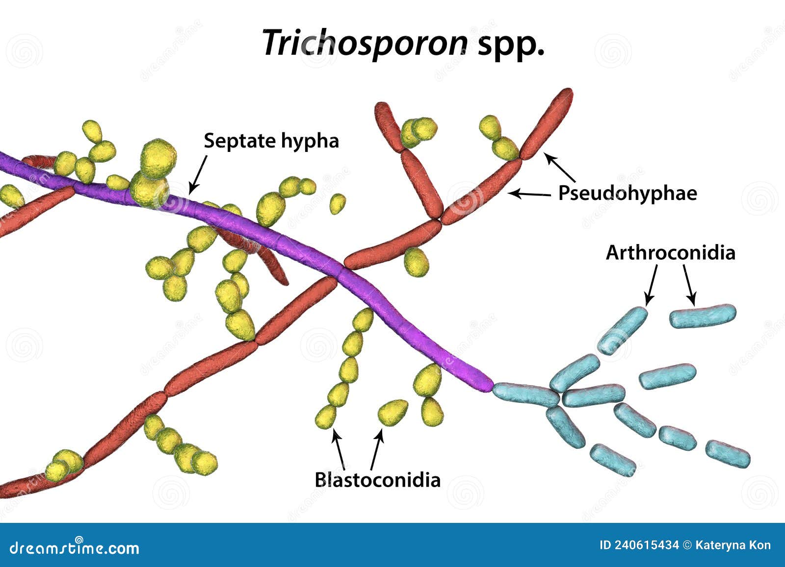 Structure of Fungus Trichosporon, 3D Illustration Stock Illustration ...