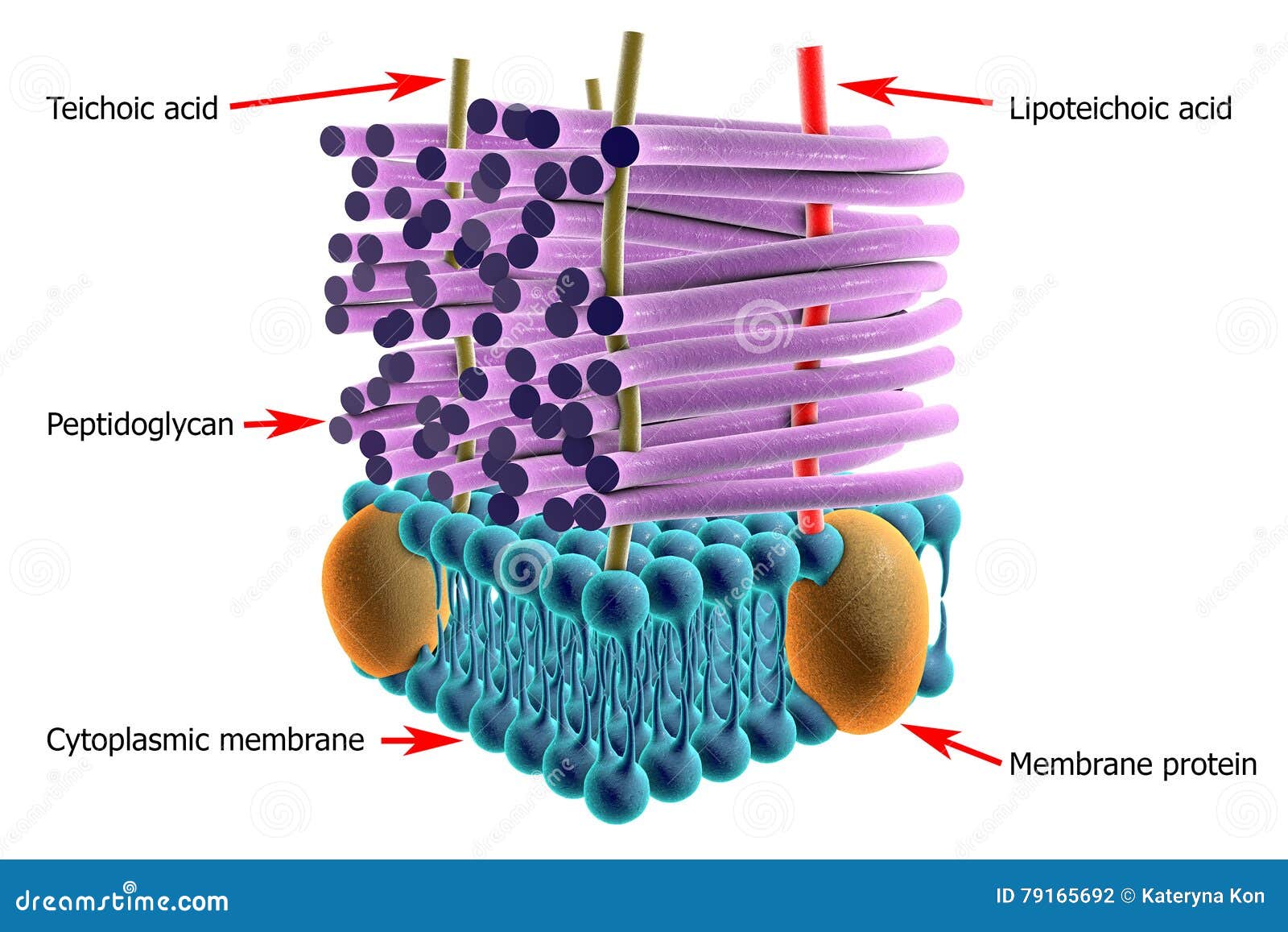 bacteria cell diagram endotoxins