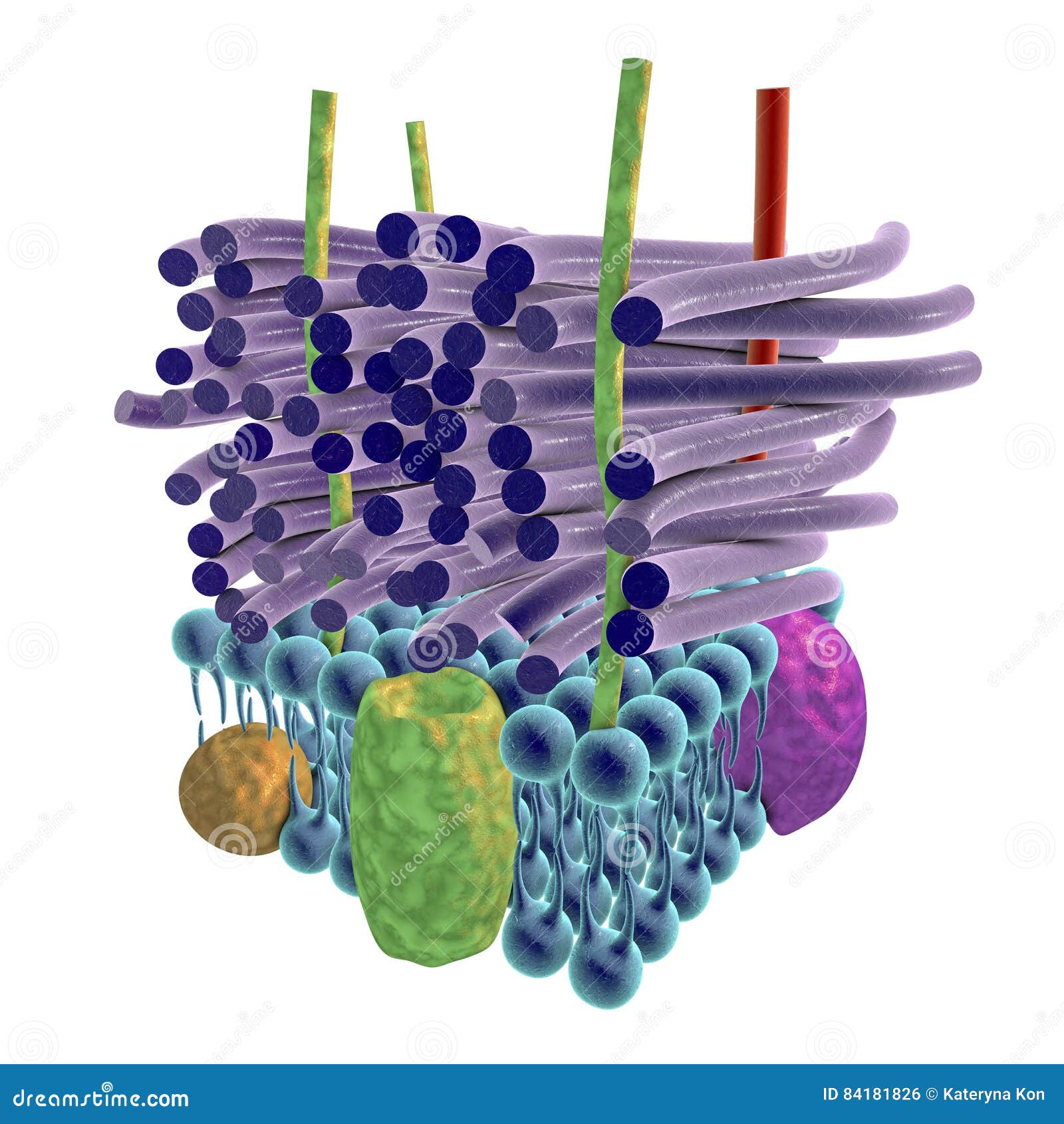 cell wall of gram negative bacteria cell wall of gram negative bacteria