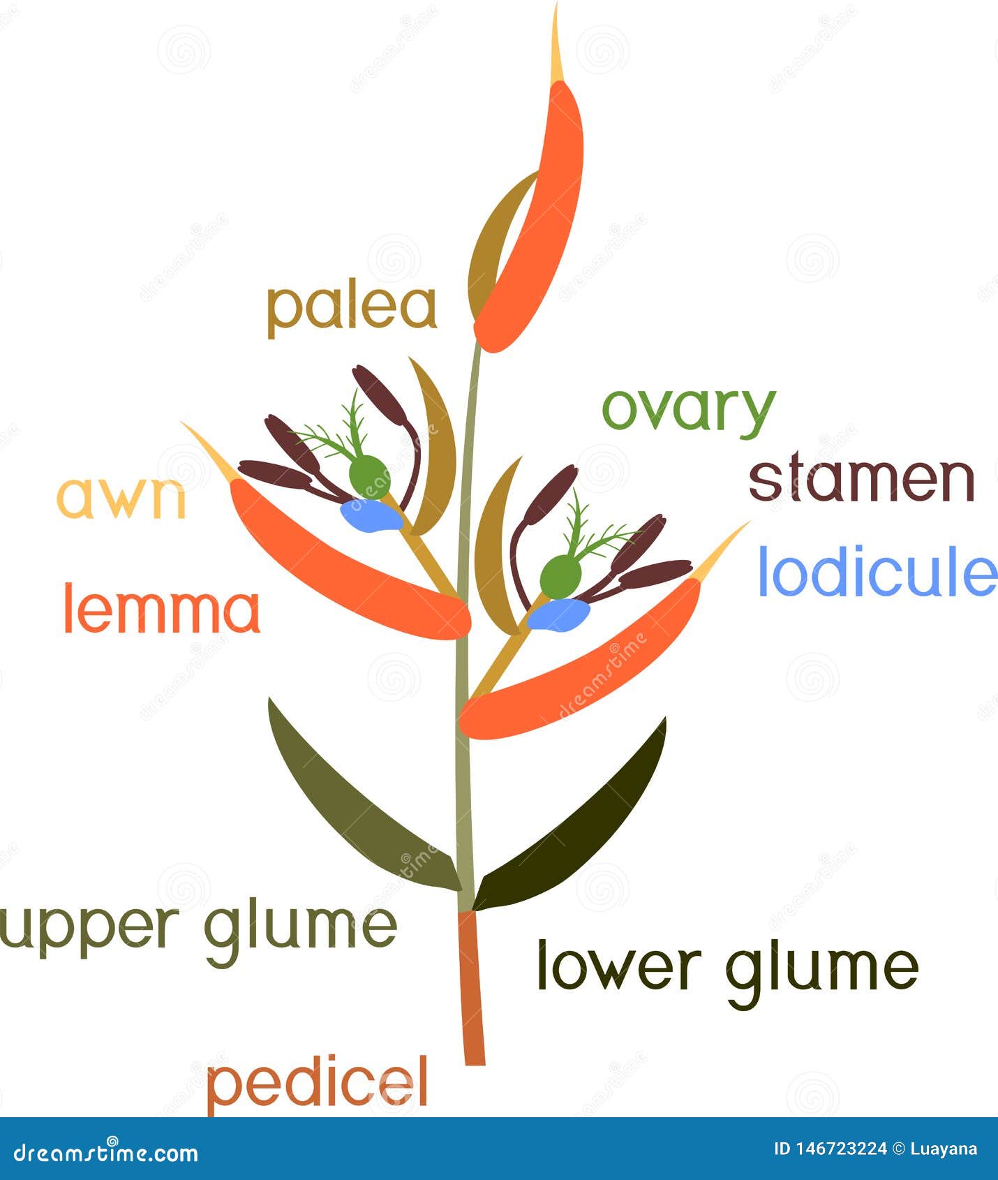 Structure of Grass Spikelet. Diagram of Portion of Grass Inflorescence Stock Vector
