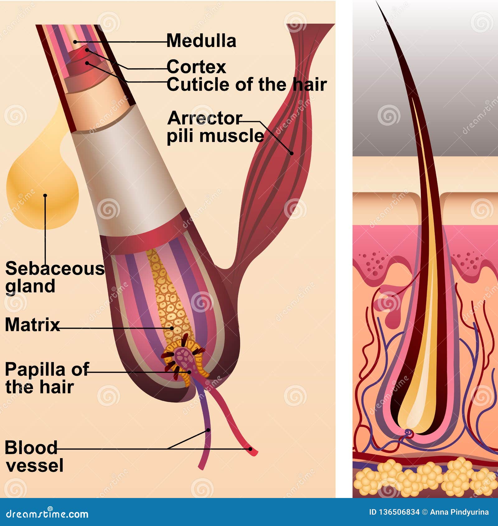 structure of hair and follicle and sebaceous gland