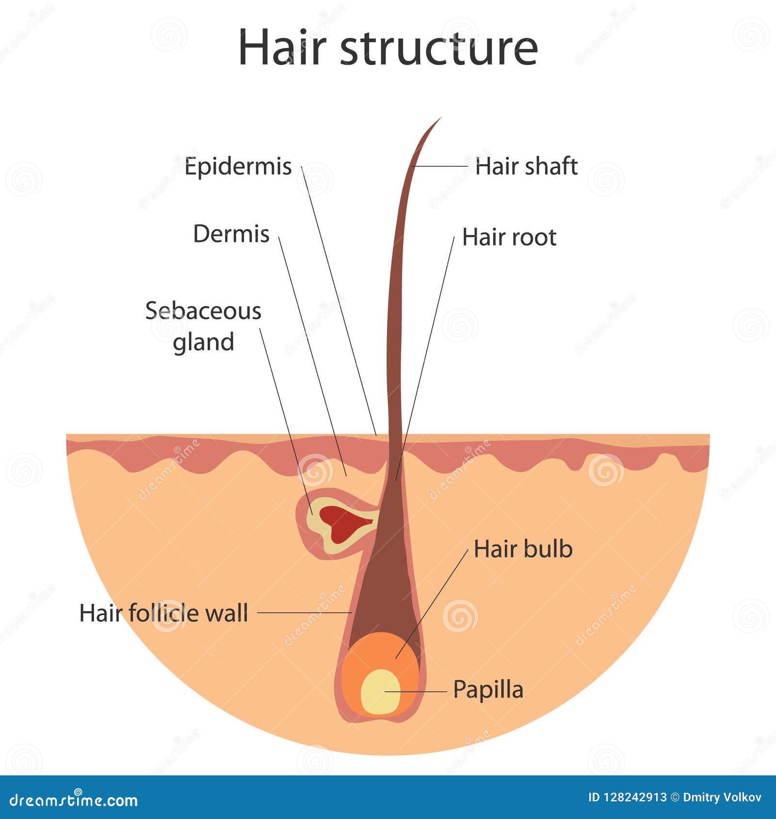 hair structure