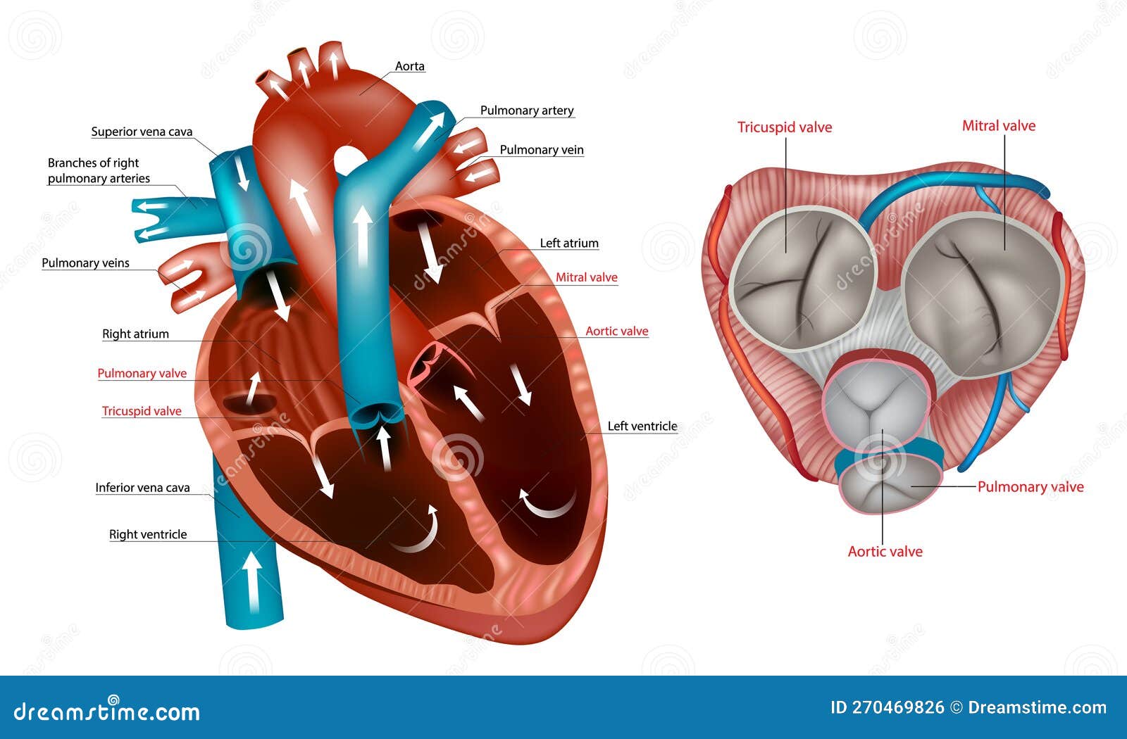 Valve Diagram Of Heart at Edwin Tyus blog Biology Diagrams