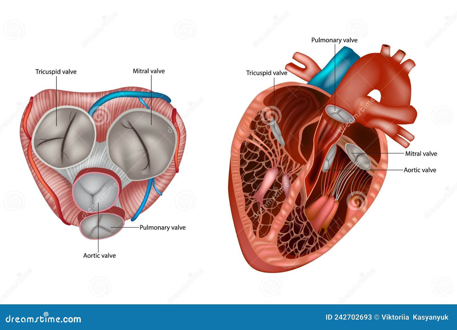 Heart valves