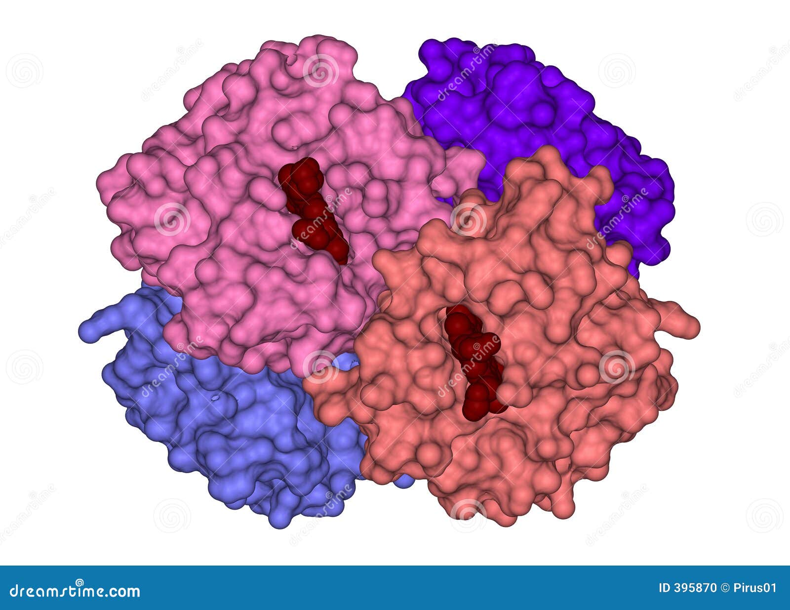 structure of hemoglobin
