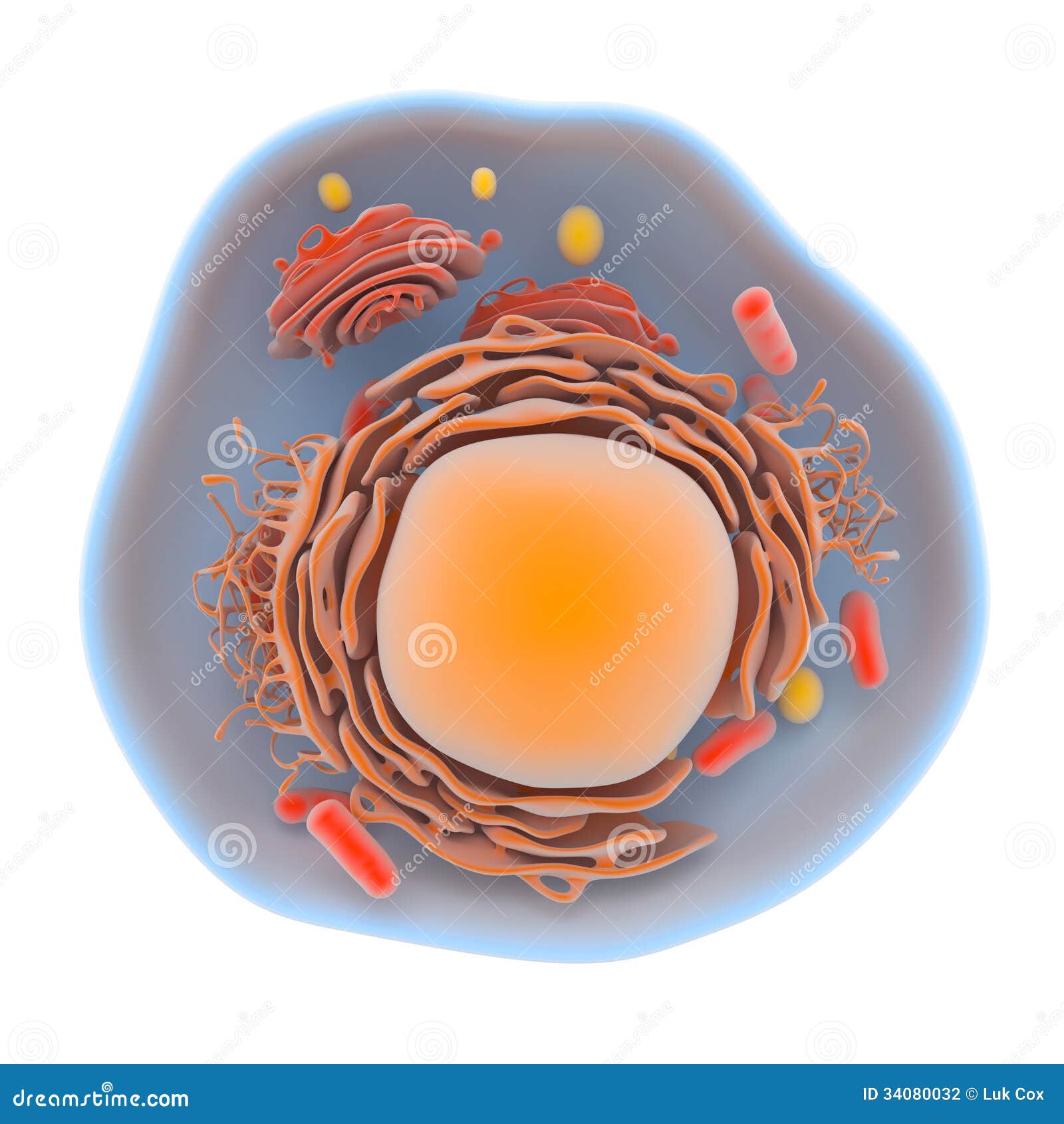 structure of the human cell