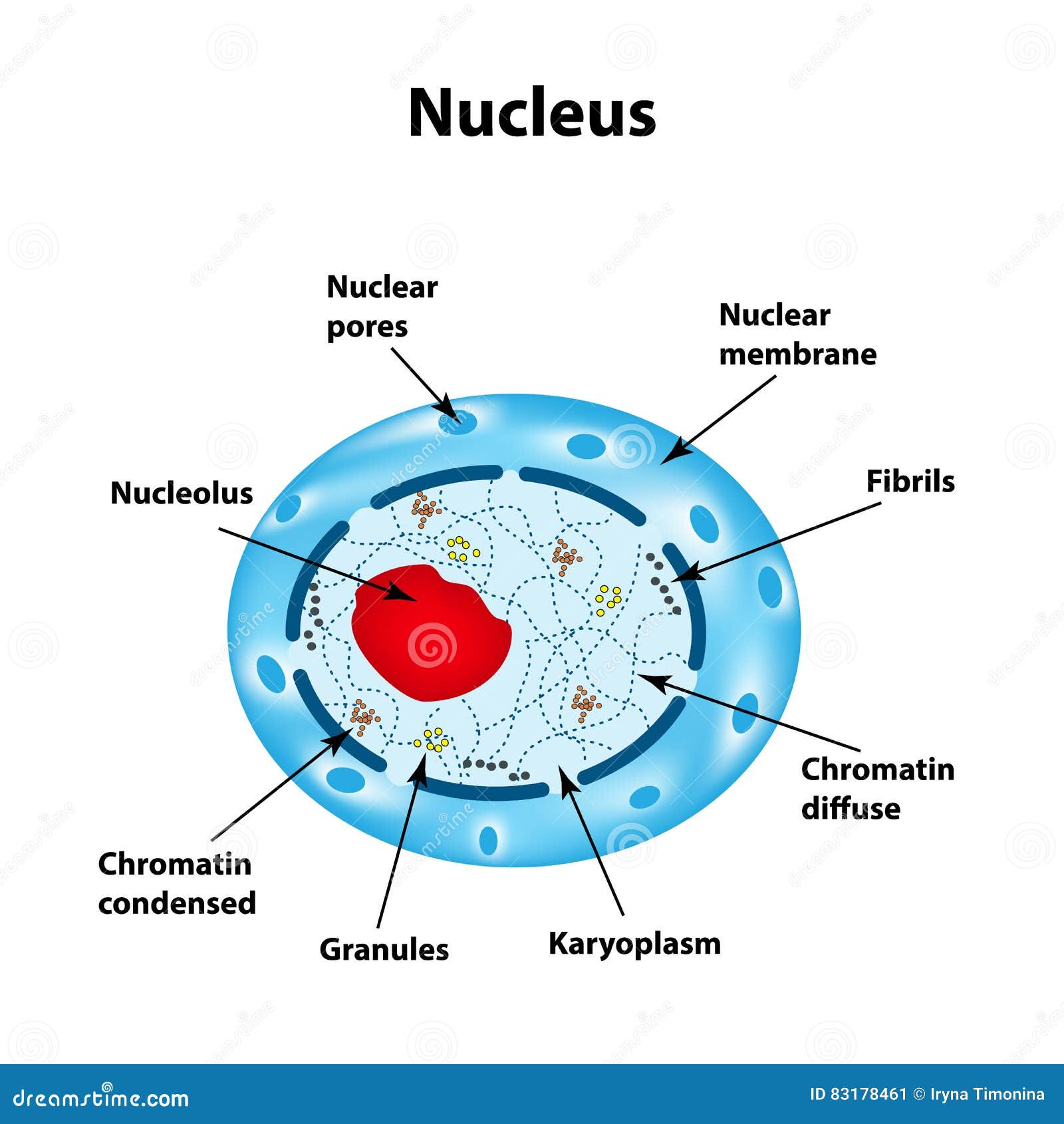 the structure of the human cell nucleus. infographics.