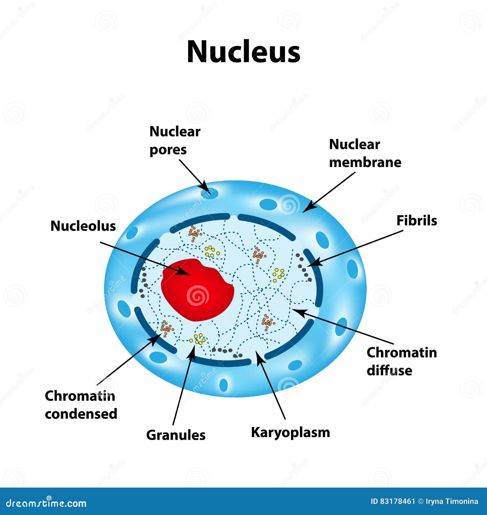 Human Cell Diagram Vector Illustration Cartoondealer Com