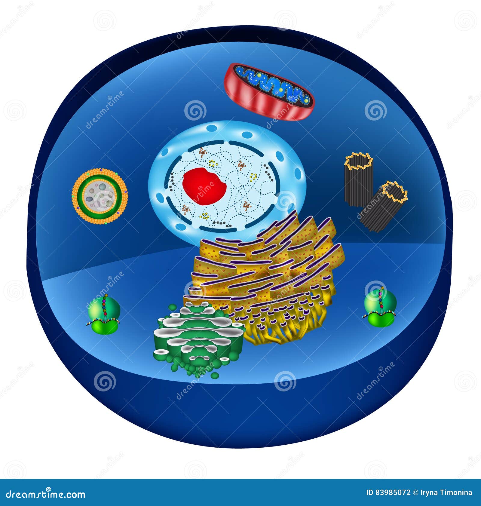 structure of human cells. organelles. the core nucleus, endoplasmic reticulum, golgi