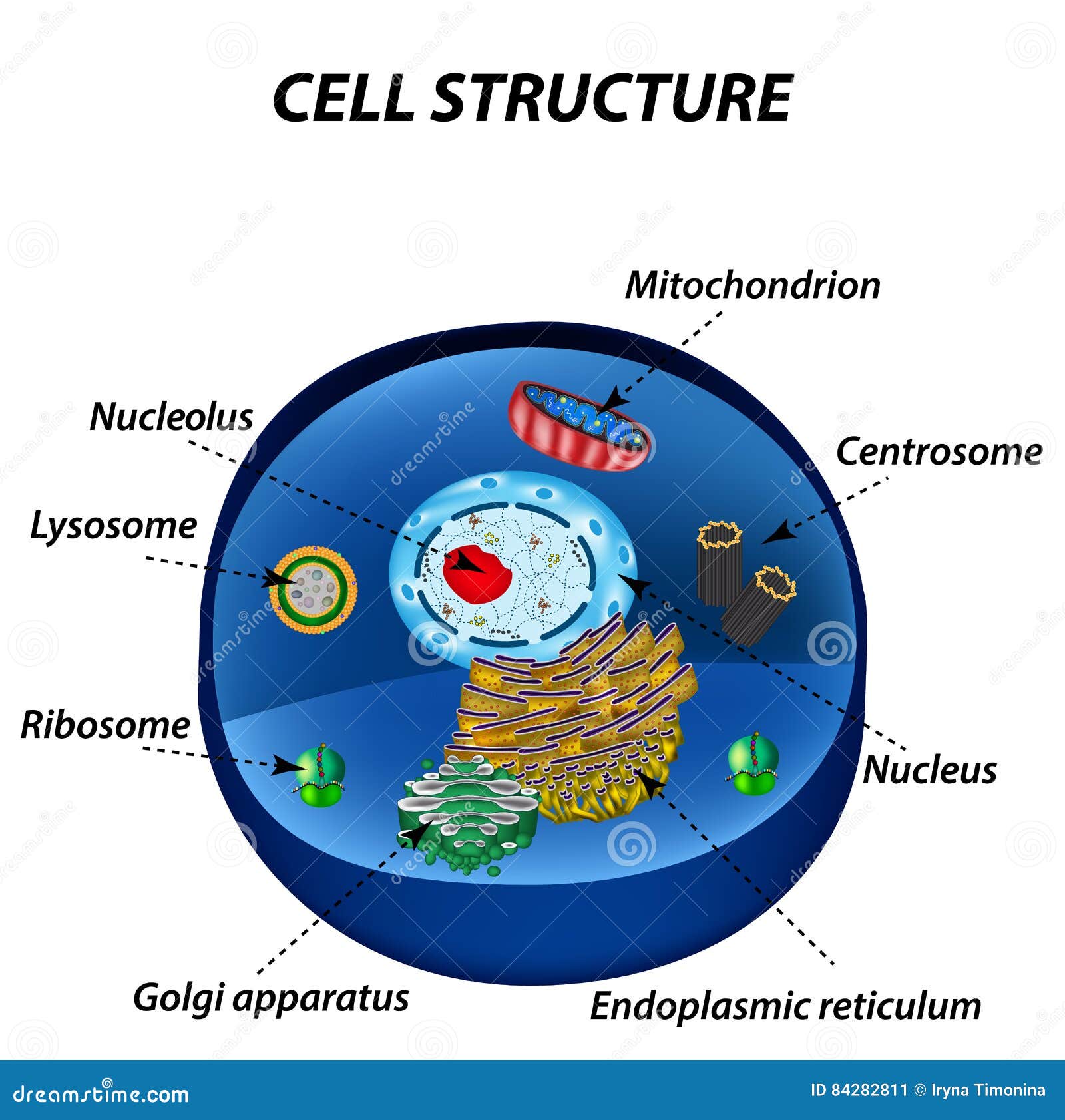 structure of human cells. organelles. the core nucleus, endoplasmic reticulum, golgi