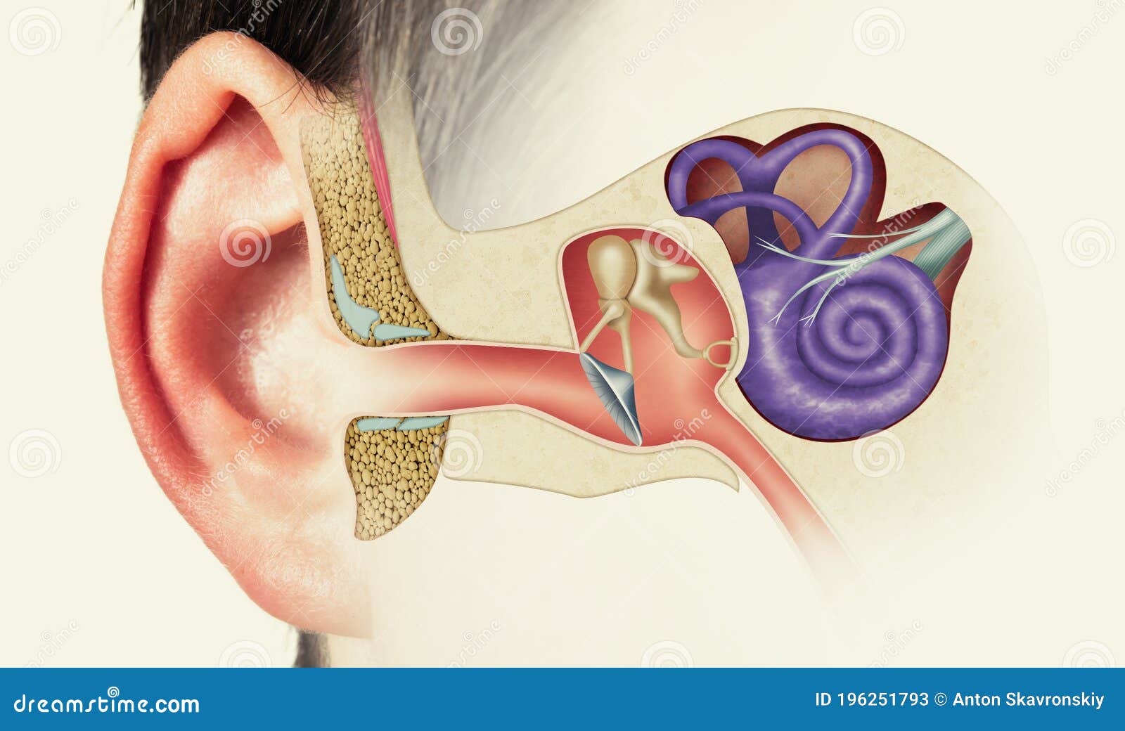 structure of the human ear. image