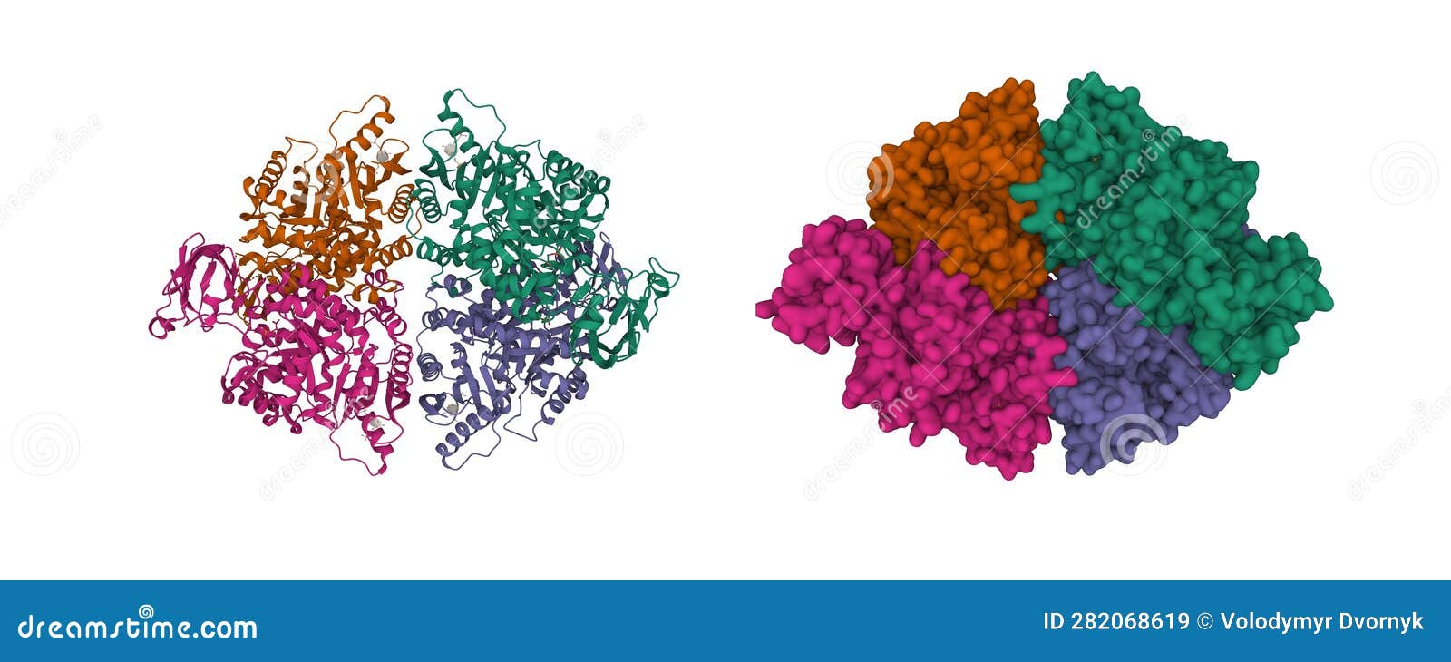 structure of the human erythrocyte pyruvate kinase tetramer.