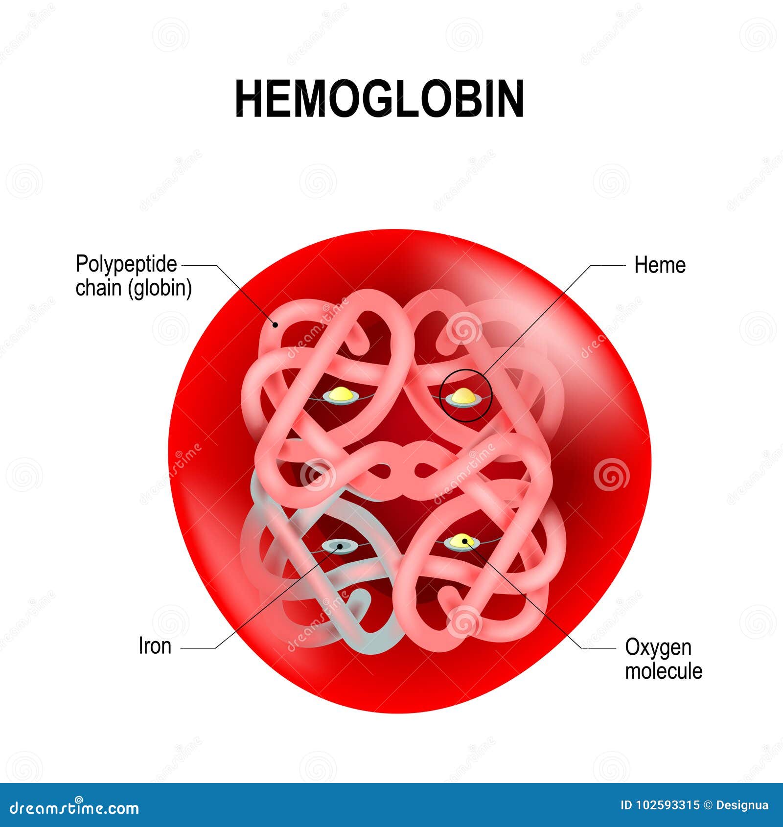 Hemoglobina estructura