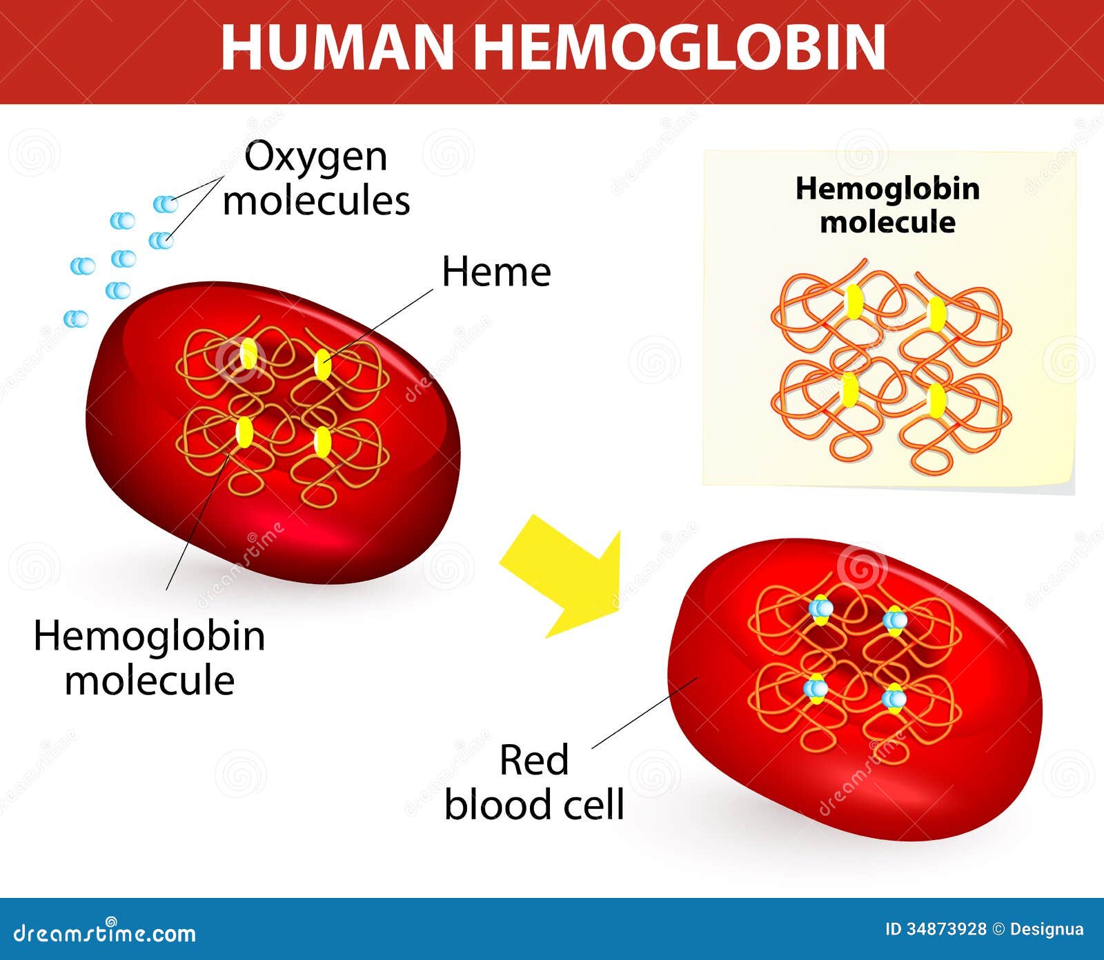 Structure Of Human Hemoglobin Stock Vector