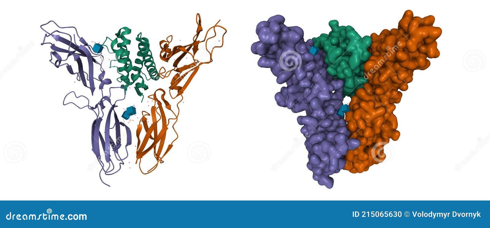 structure of human interleukin-20 green in complex with its alpha- and beta-receptor