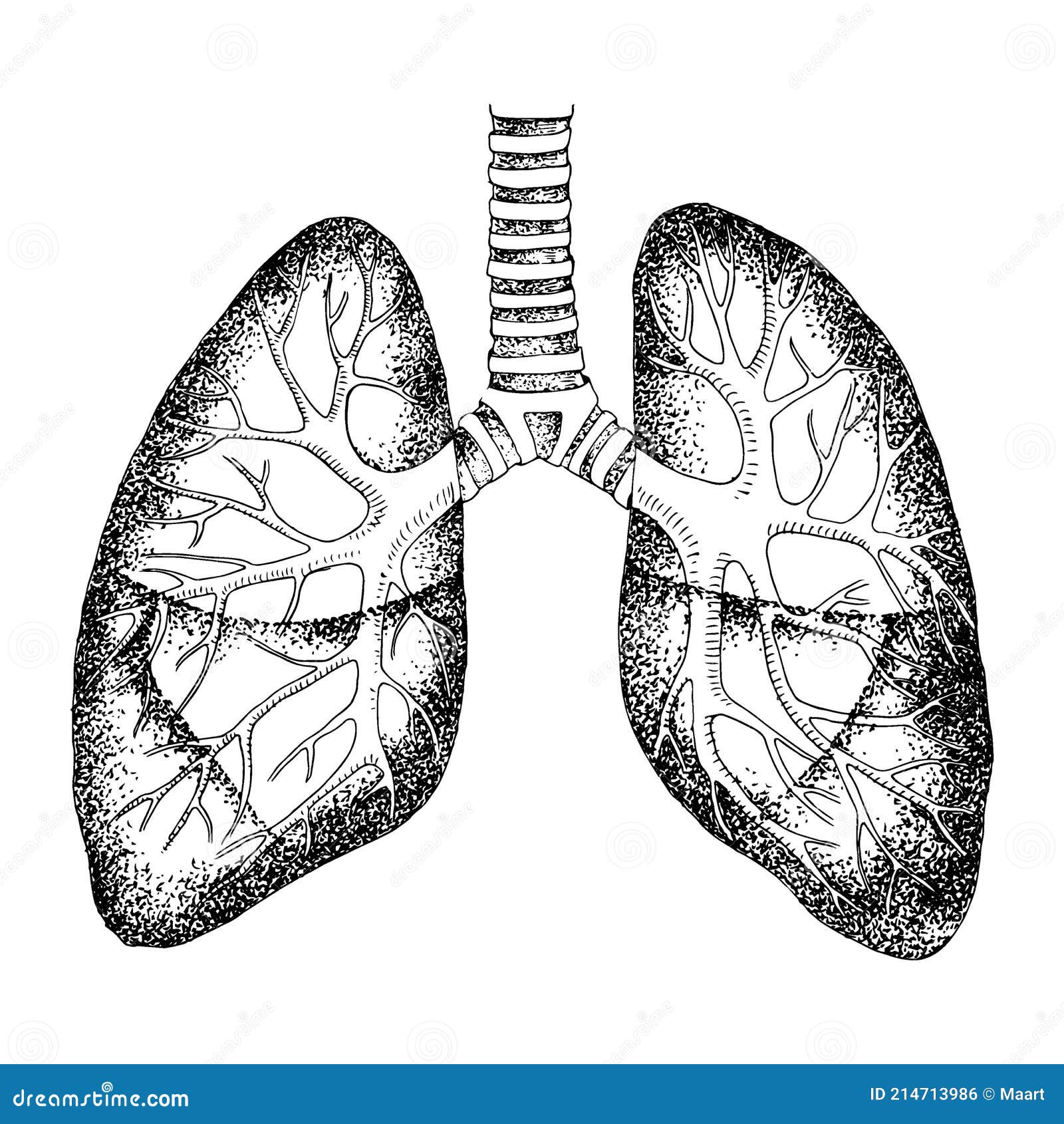 Lungs Drawing  How To Draw Lungs Step By Step