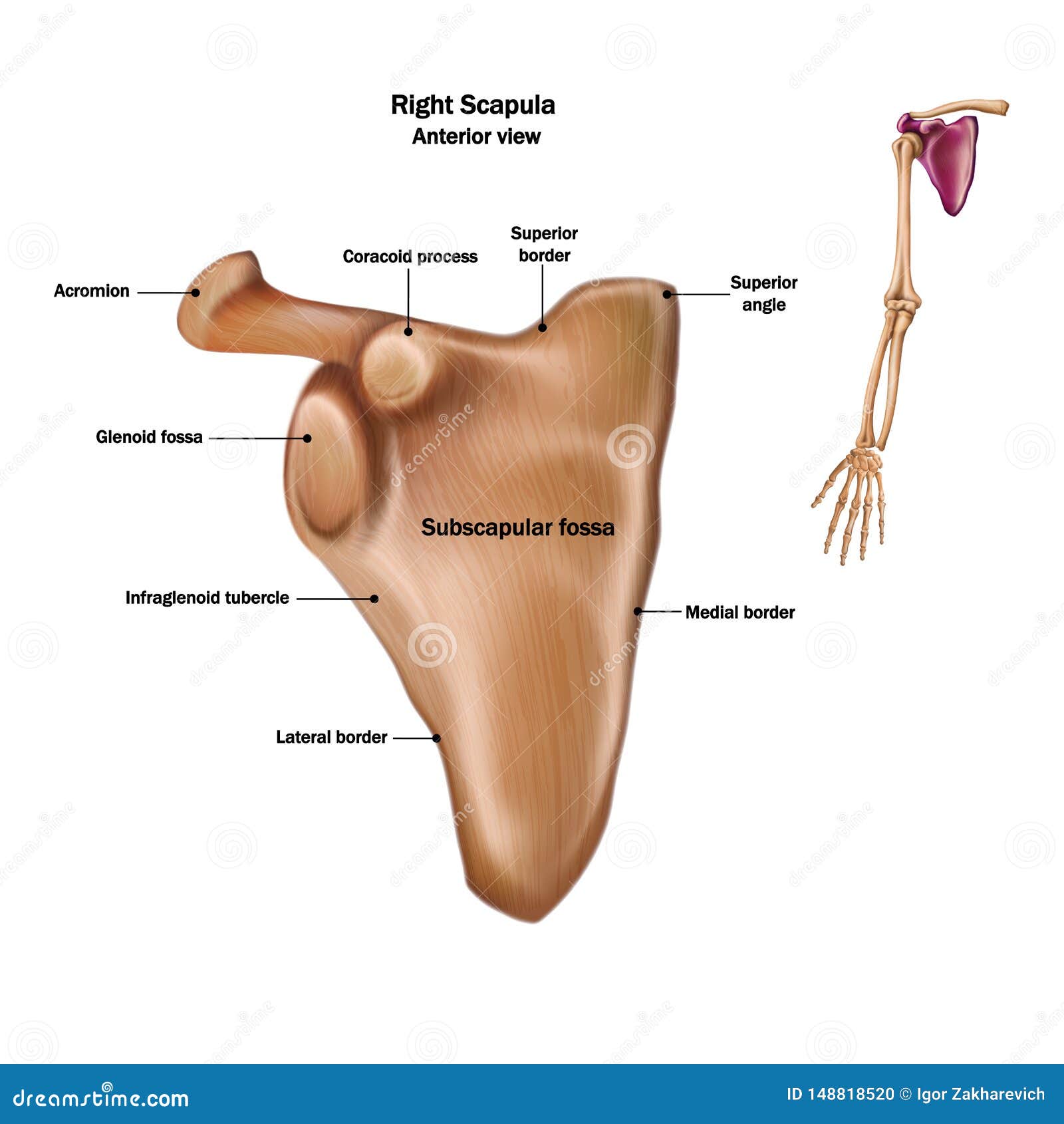 The Structure of the Human Scapula Bone with the Name and Description of  All Sites Stock Illustration - Illustration of medicine, inferior: 148818520
