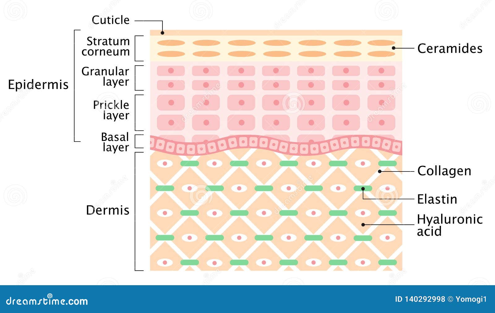 Layers Of The Human Skin Skin Care And Health Concept Stock Vector