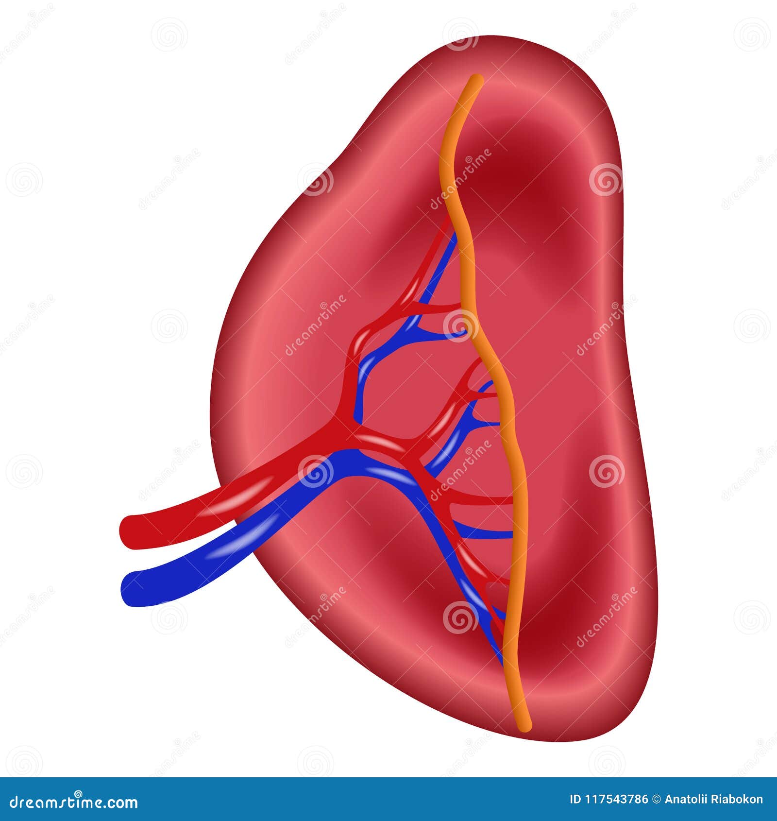 Structure of Human Spleen Icon, Realistic Style Stock Vector ...