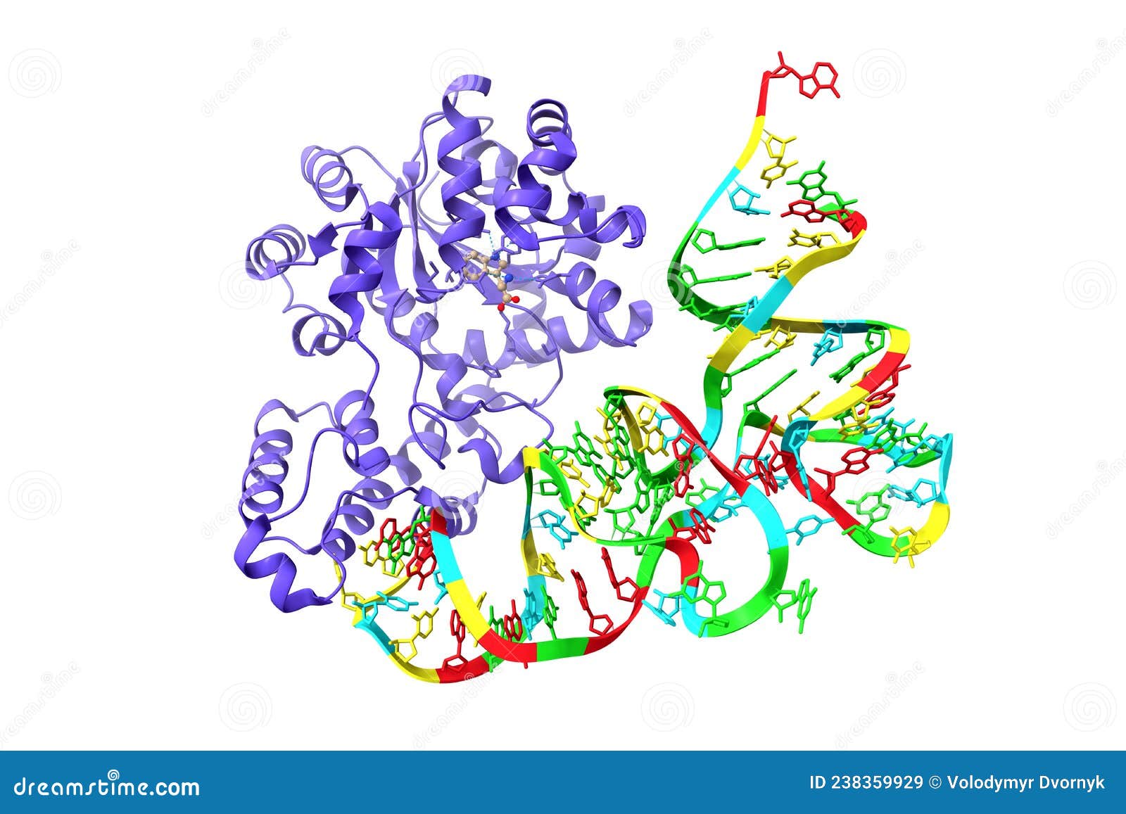 structure of human tryptophanyl-trna synthetase in complex with trnatrp