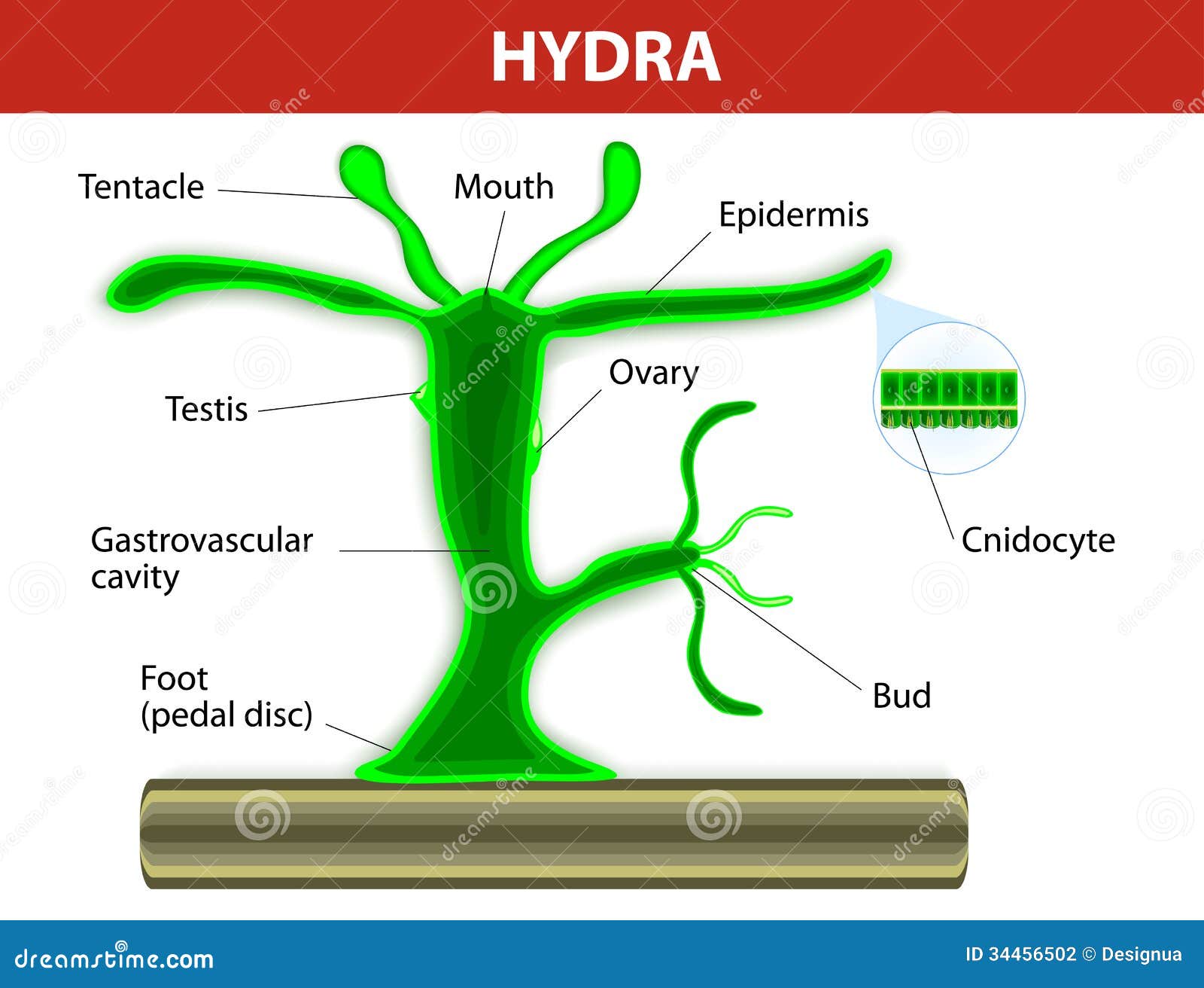 Structure of a hydra  stock vector Illustration of fauna 