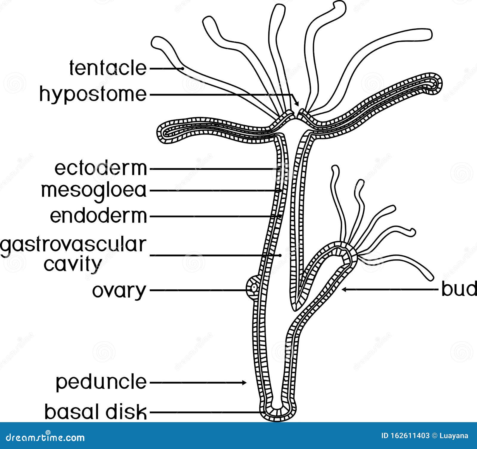 DIVE Biology Hydra Anatomy (Wk 19, Unit 3) Diagram | Quizlet