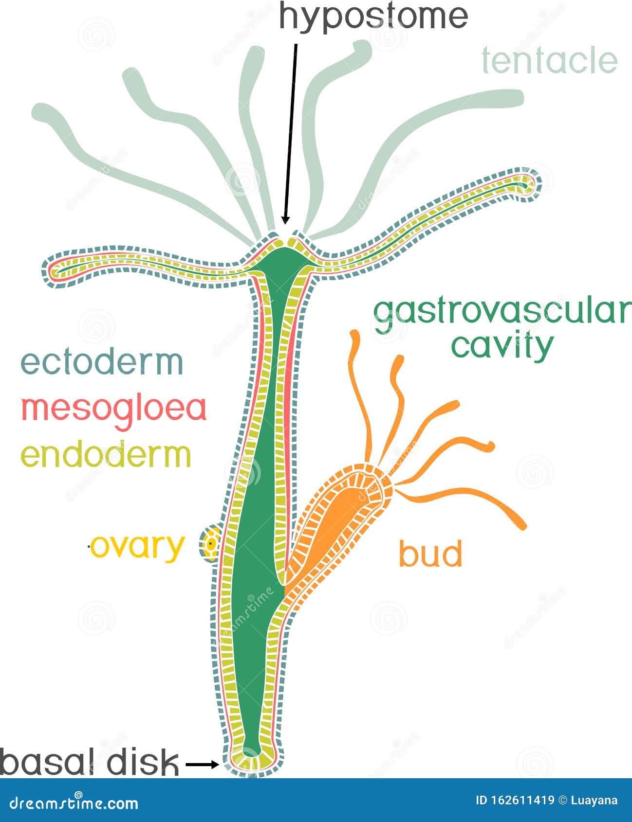  Structure Of Hydra  Cross section Of Hydra  Polyp 