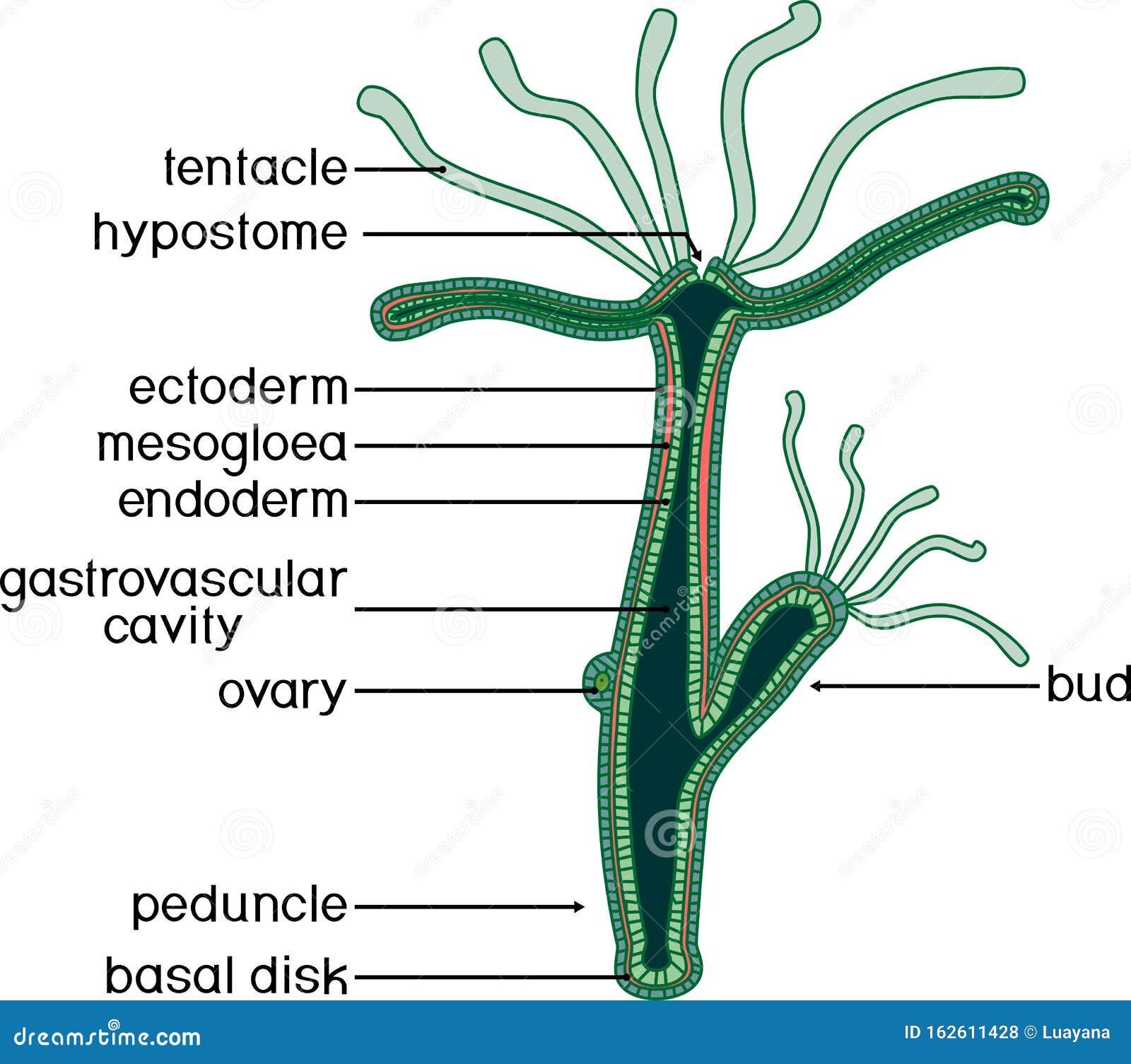  Structure of Hydra  stock vector Illustration of cnidaria 