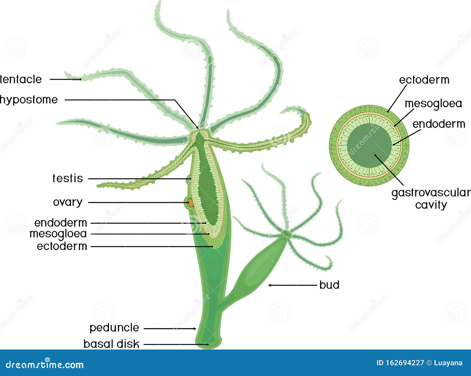 Structure Of Hydra  Cross section Of Hydra  Polyp Stock 