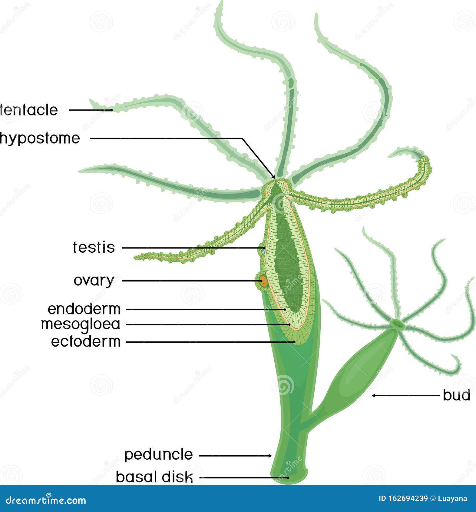  Structure Of Hydra  Cross section Of Hydra  Polyp Stock 