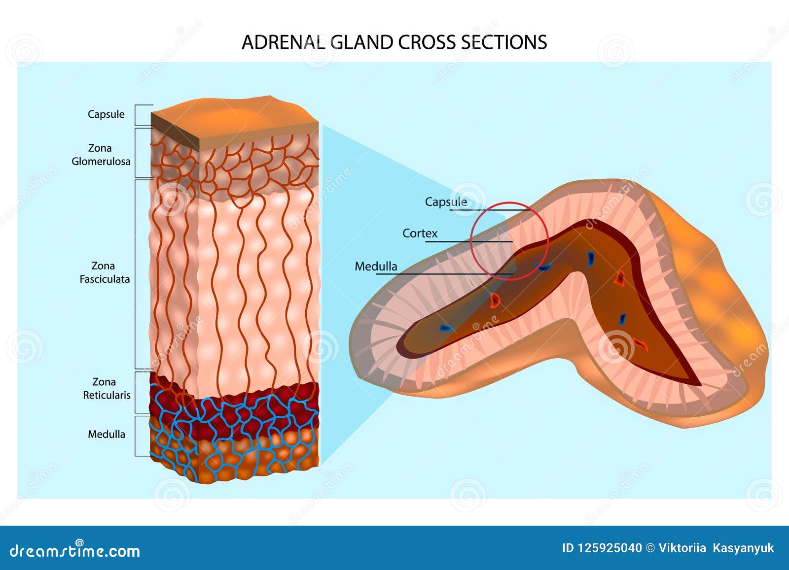 Structure Interne De La Glande Surrénale Montrant Les Couches Et ...
