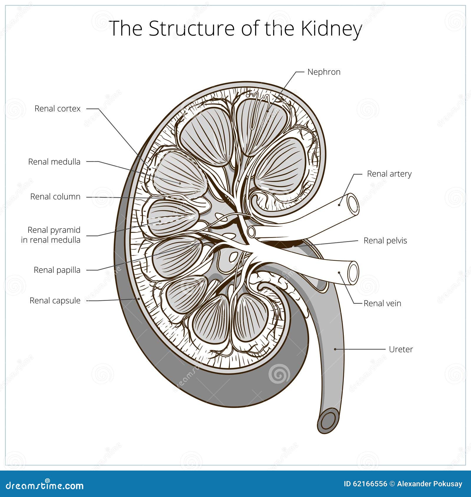 Draw a well labelled diagram of LS of the human kidney