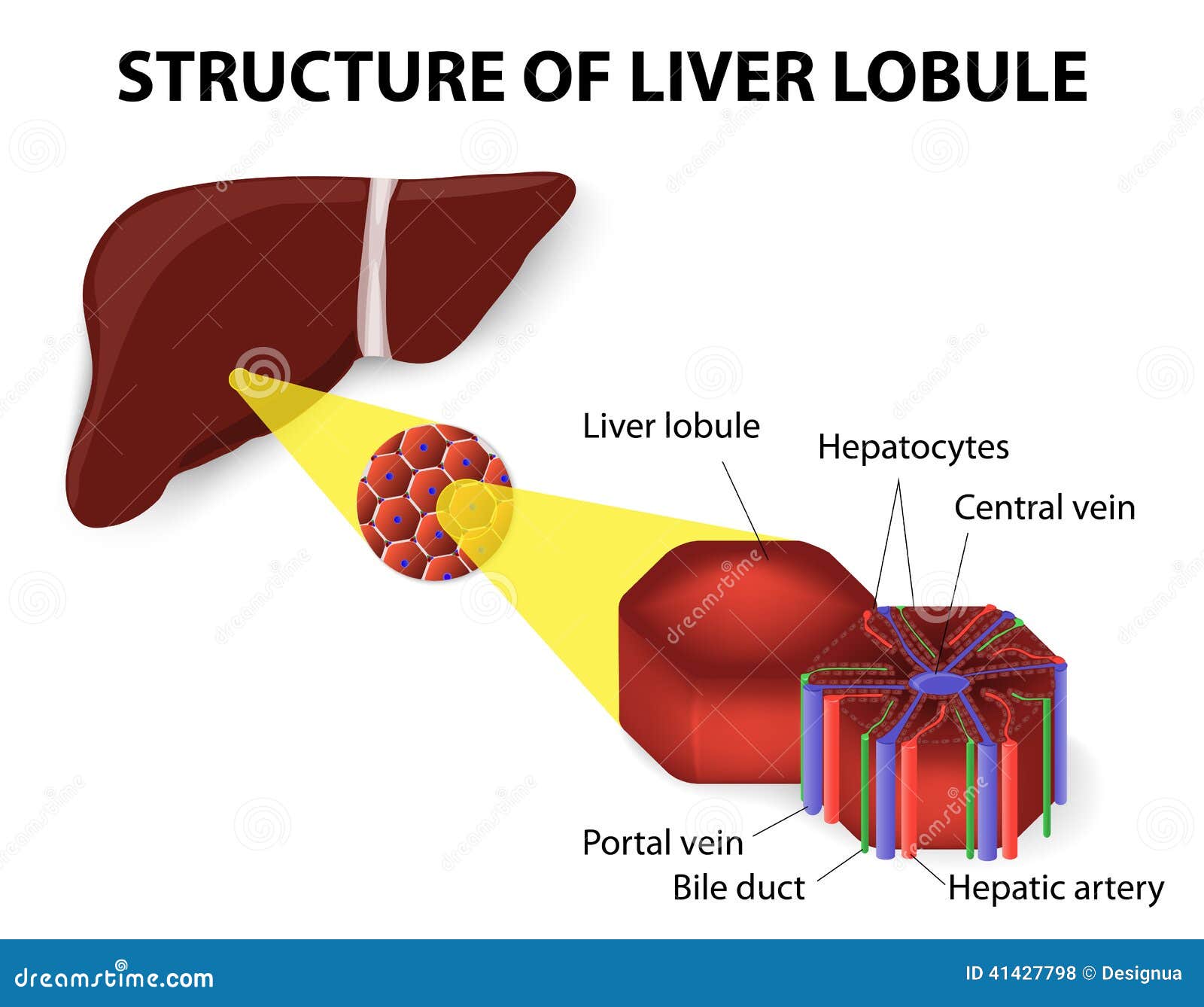 The Structure Of The Liver Fluke. Infographics. Vector Illustration On