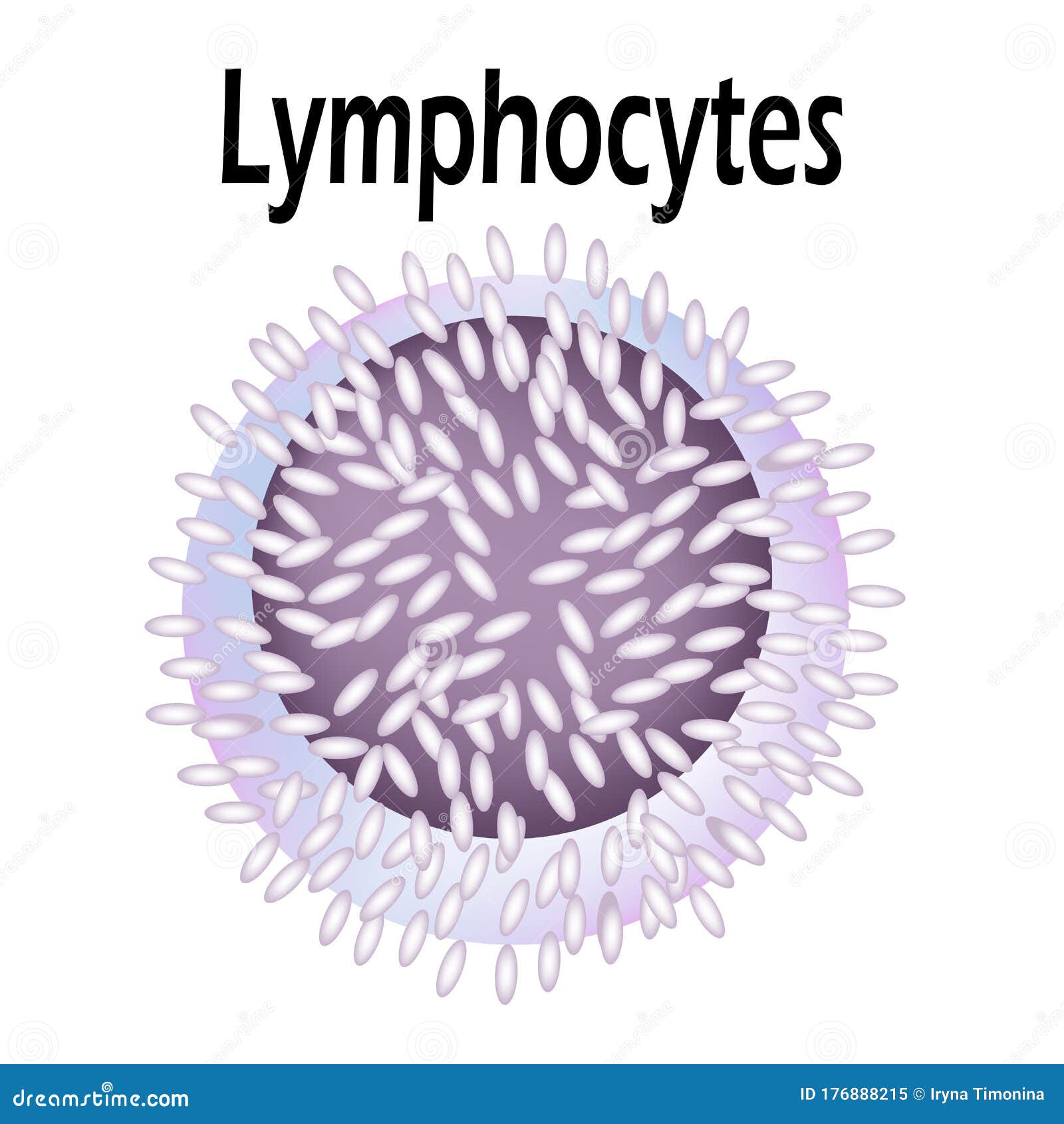 Lymphocytes Cell Diagram