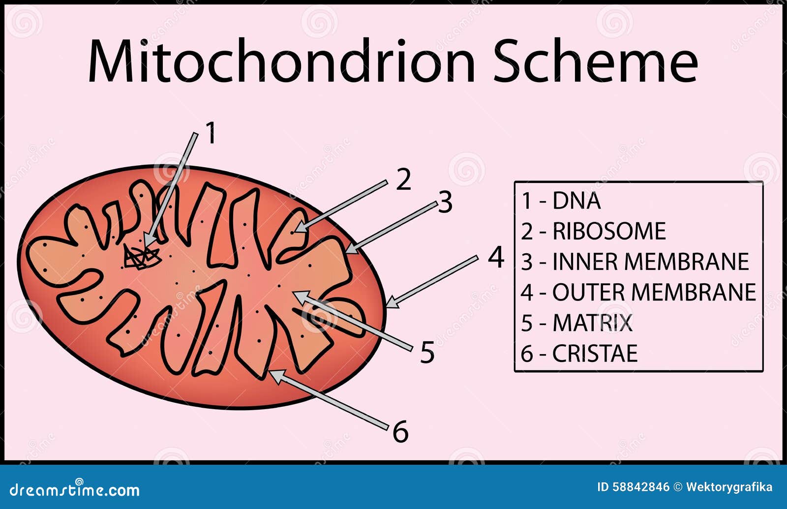 structure mitochondrion organelle. anatomy of mitochondrion