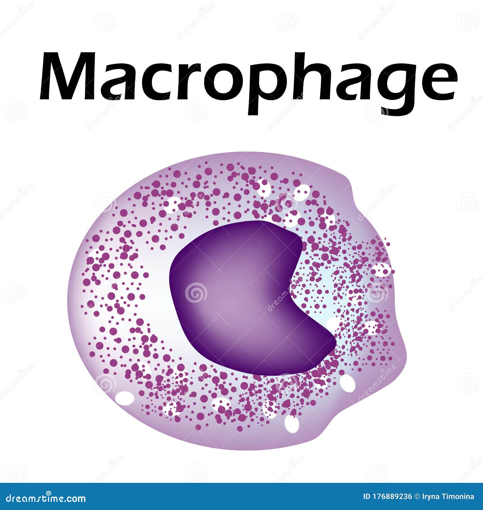 Macrophage Cell Structure