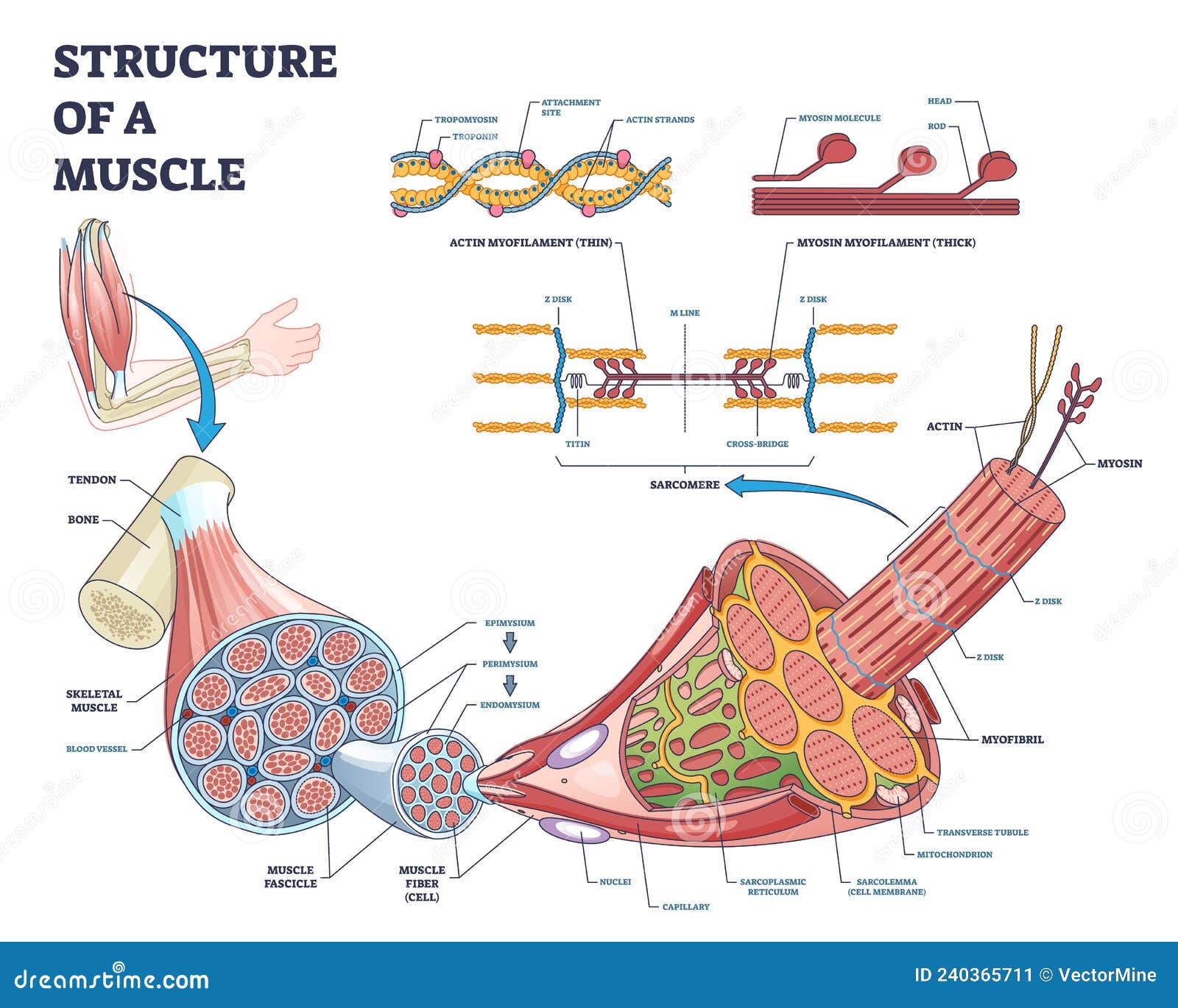 structure of muscle with  myosin and actin closeup outline diagram